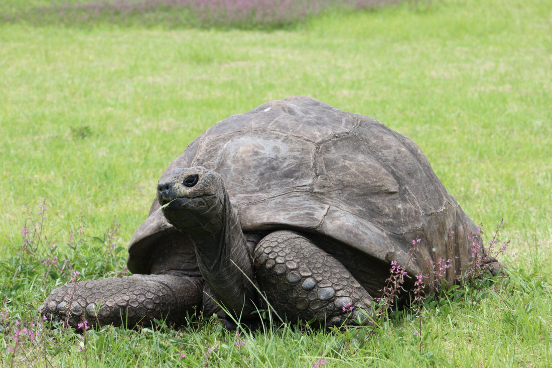 Jonathan the Tortoise: Oldest Living Land Animal and Crypto Hoax Victim