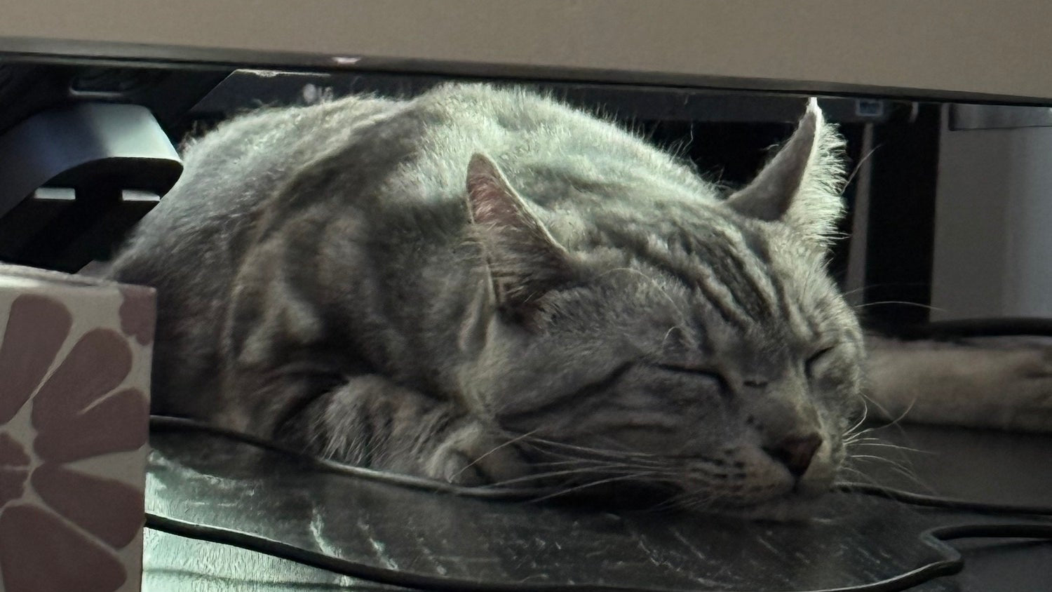 We miss you Piper!  😿
