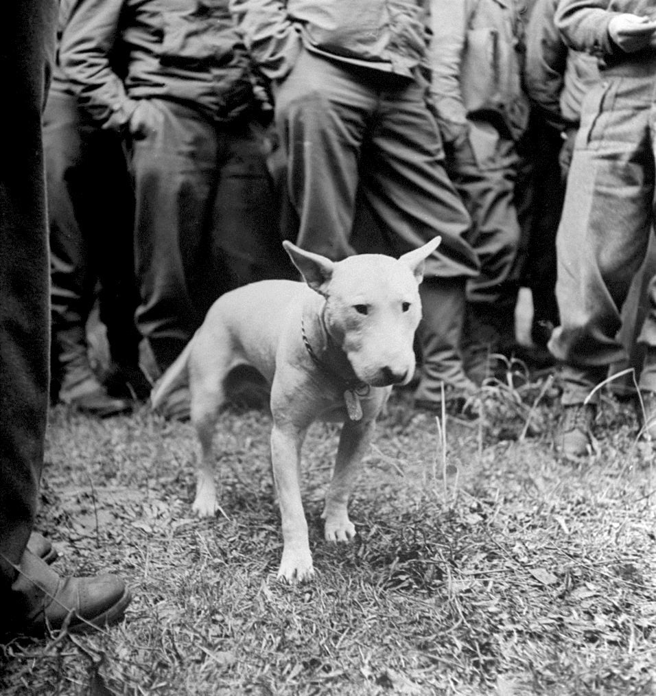 Willie, General Patton's Bull Terrier - The Story Behind the Print