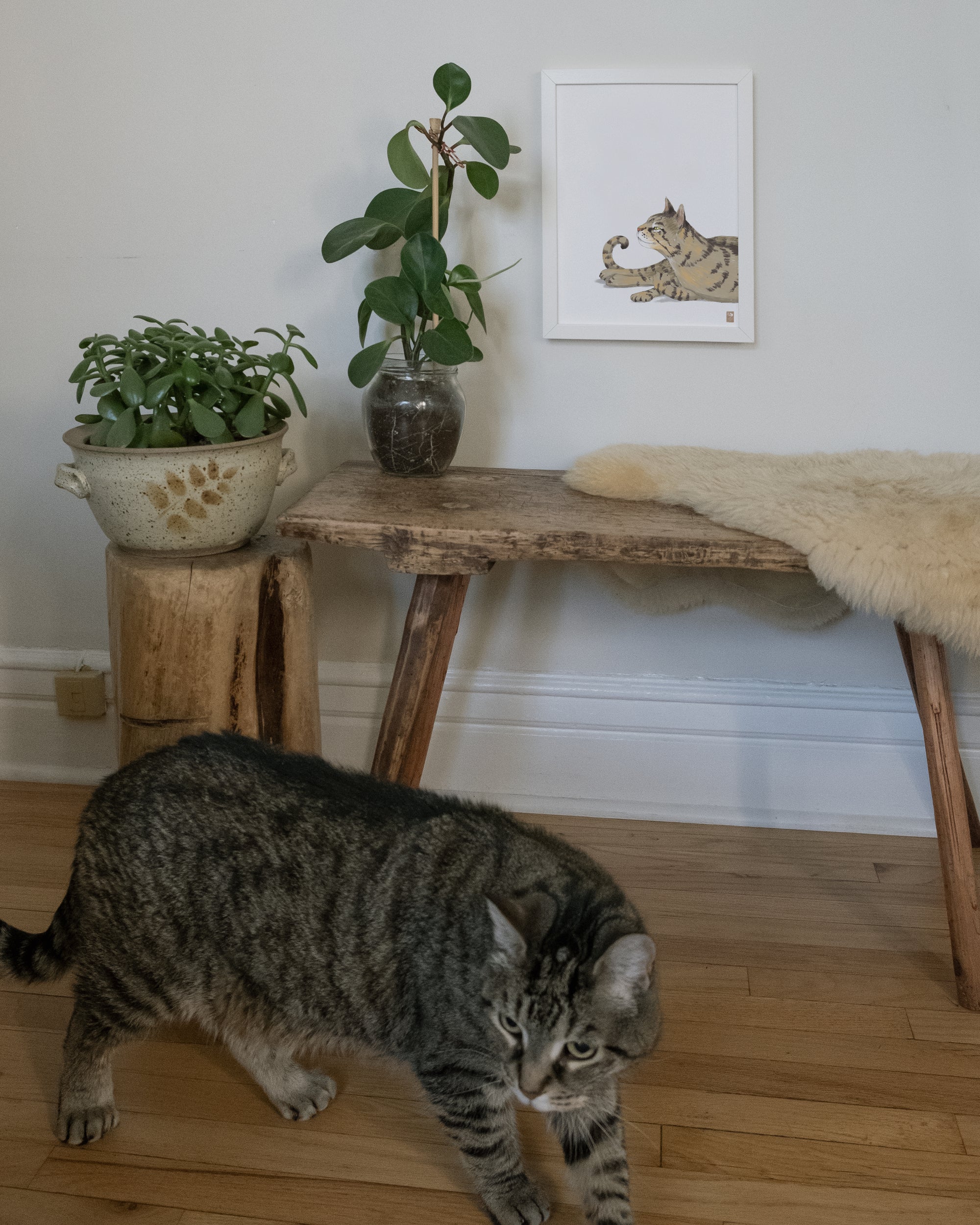 "Isengrin Looking Up - White Edition" by Catherine Hébert - Striped Brown Tabby Cat Fine Art Print