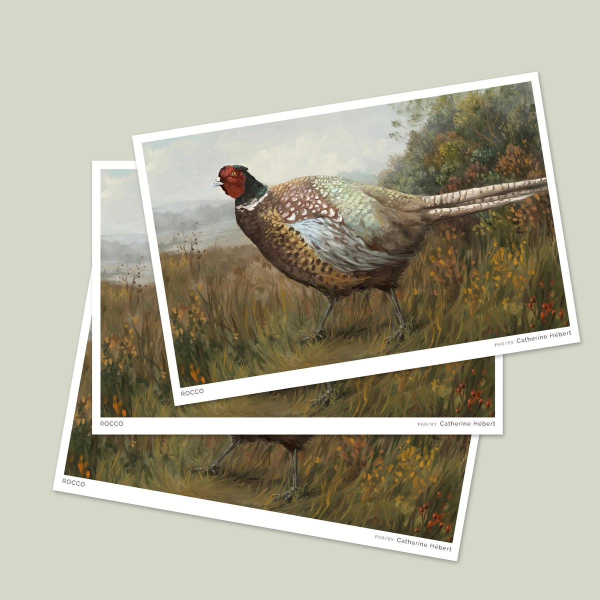 Rocco the Pheasant Postcard
