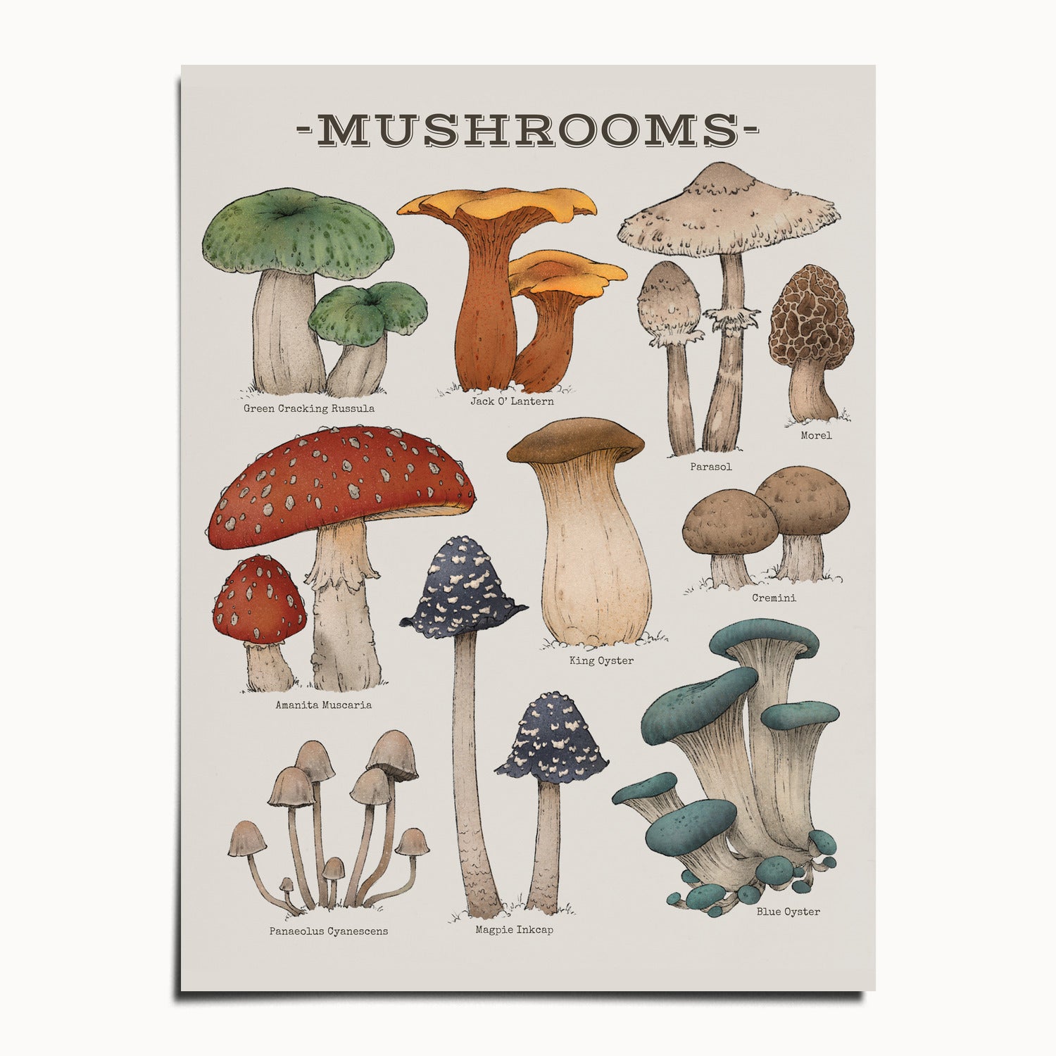 "Woodland Mushrooms" by Catherine Hébert - Woodland Mushroom Chart Botanical Art Print - 12"x16" size