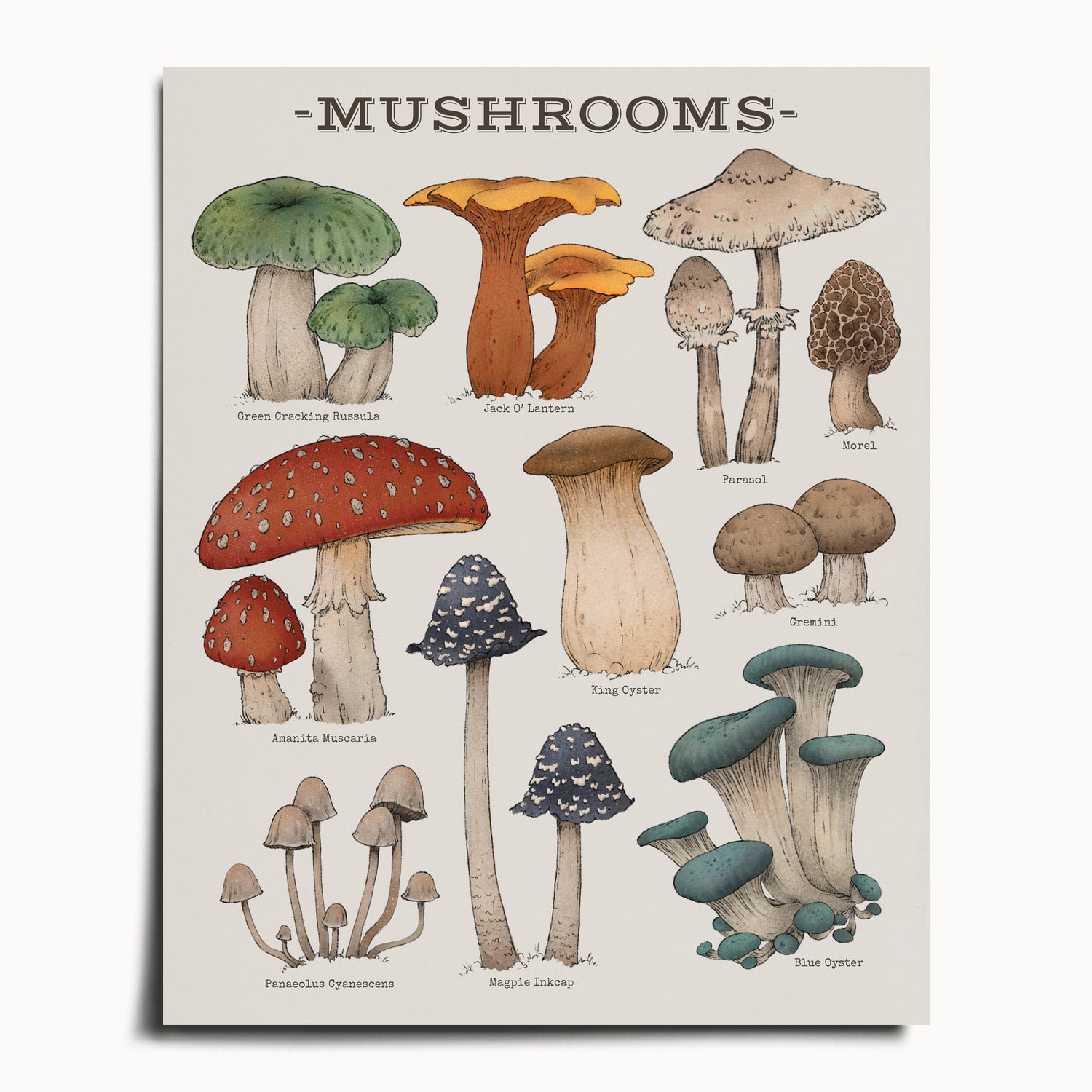 "Woodland Mushrooms" by Catherine Hébert - Woodland Mushroom Chart Botanical Art Print - 16"x20" size