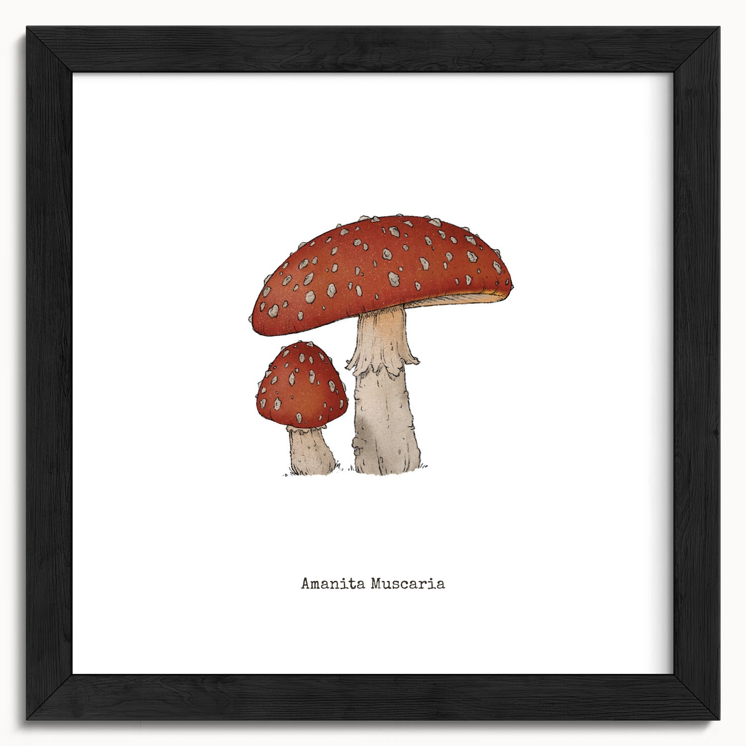"Amanita Muscaria" by Catherine Hébert - Amanita Muscaria Mushroom  - Botanical Art Print - 10"x10" size