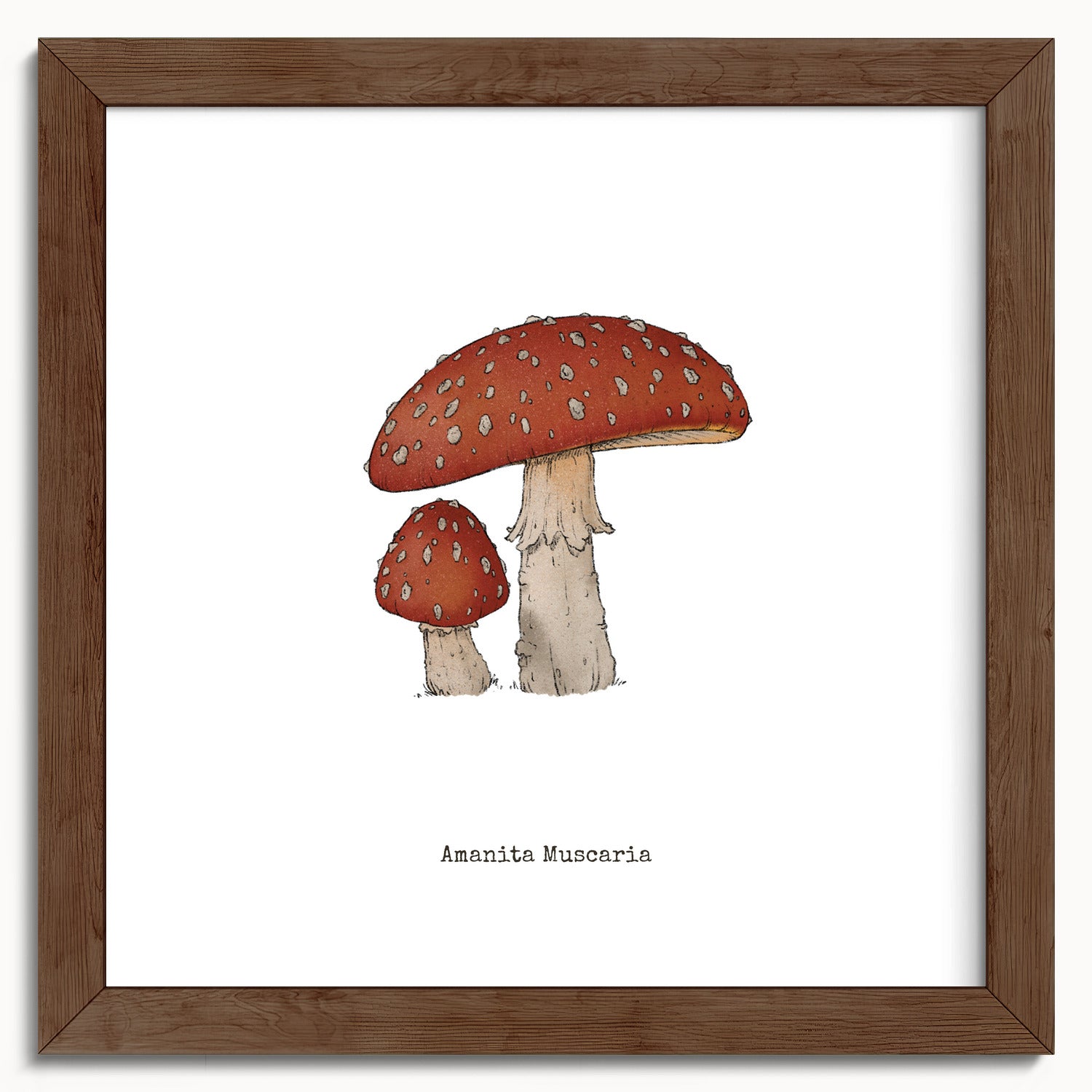"Amanita Muscaria" by Catherine Hébert - Amanita Muscaria Mushroom  - Botanical Art Print - 10"x10" size