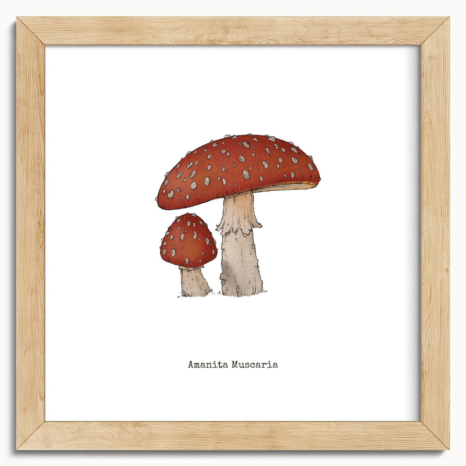 "Amanita Muscaria" by Catherine Hébert - Amanita Muscaria Mushroom  - Botanical Art Print - 10"x10" size