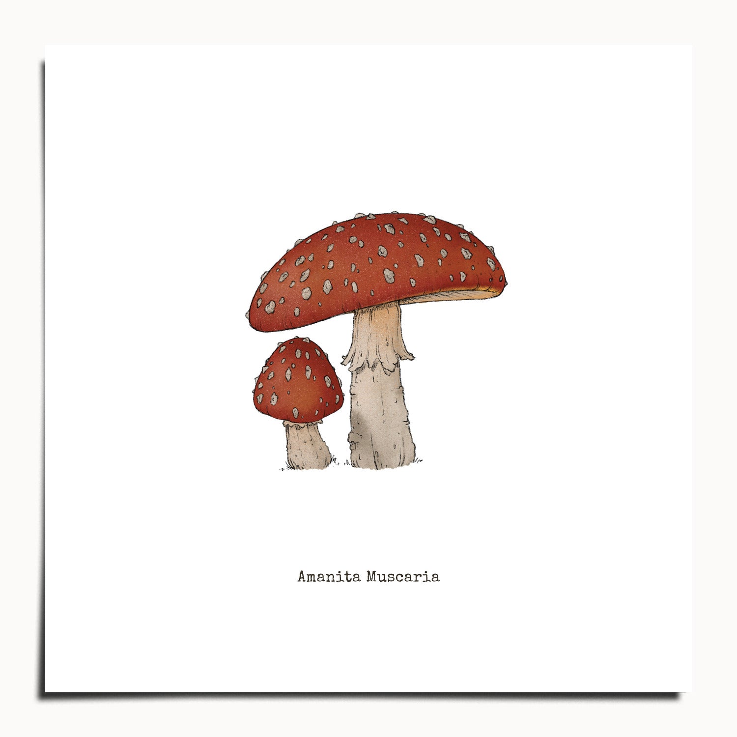 "Amanita Muscaria" by Catherine Hébert - Amanita Muscaria Mushroom  - Botanical Art Print - 10"x10" size