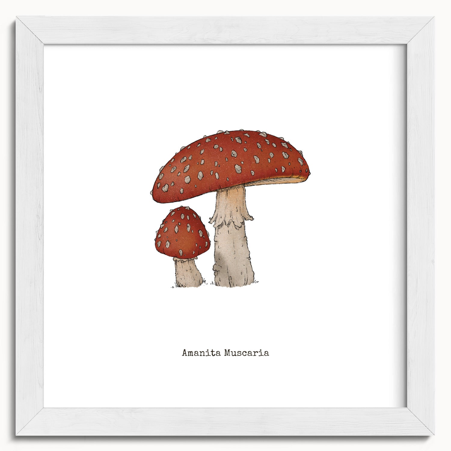 "Amanita Muscaria" by Catherine Hébert - Amanita Muscaria Mushroom  - Botanical Art Print - 10"x10" size