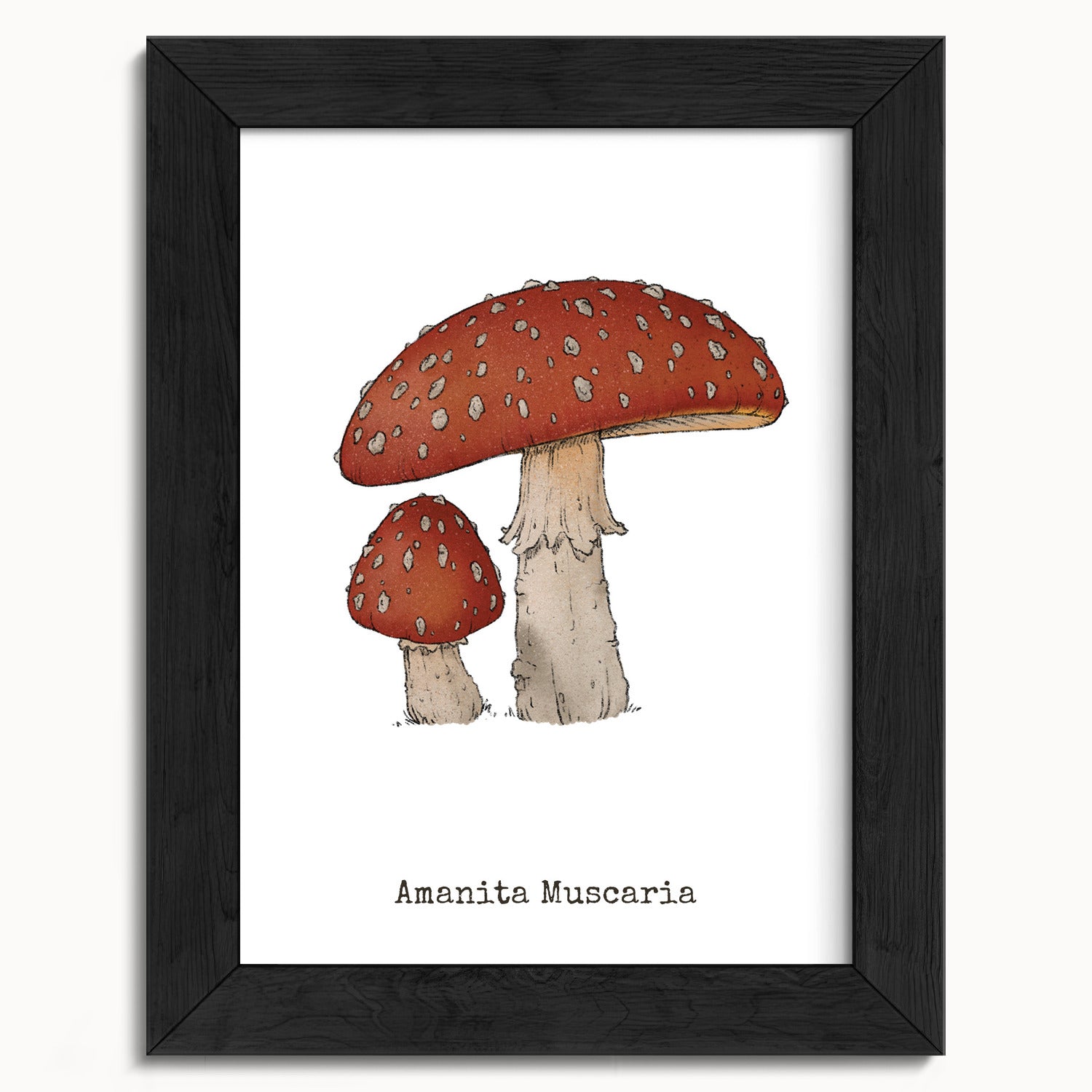 "Amanita Muscaria" by Catherine Hébert - Amanita Muscaria Mushroom  - Botanical Art Print - 5"x7" size