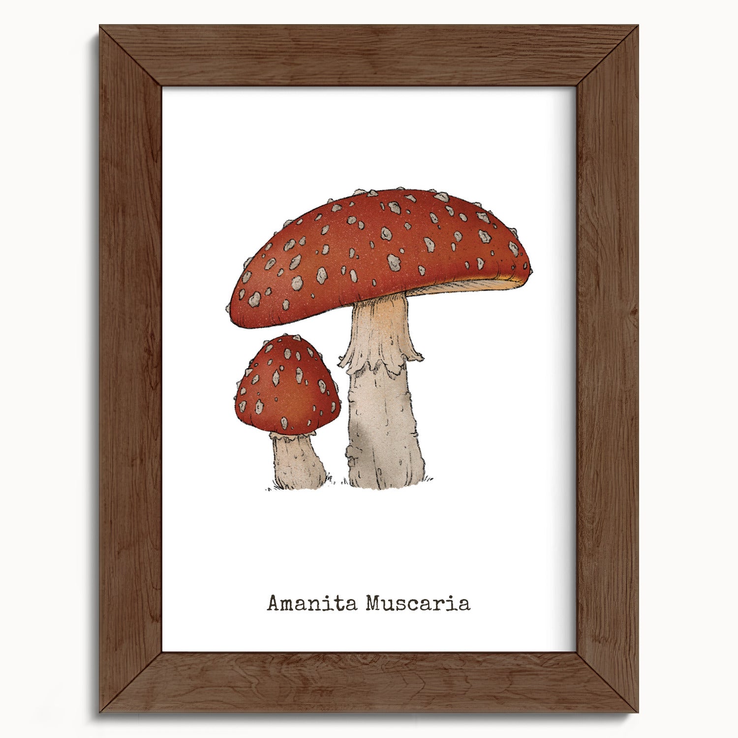 "Amanita Muscaria" by Catherine Hébert - Amanita Muscaria Mushroom  - Botanical Art Print - 5"x7" size