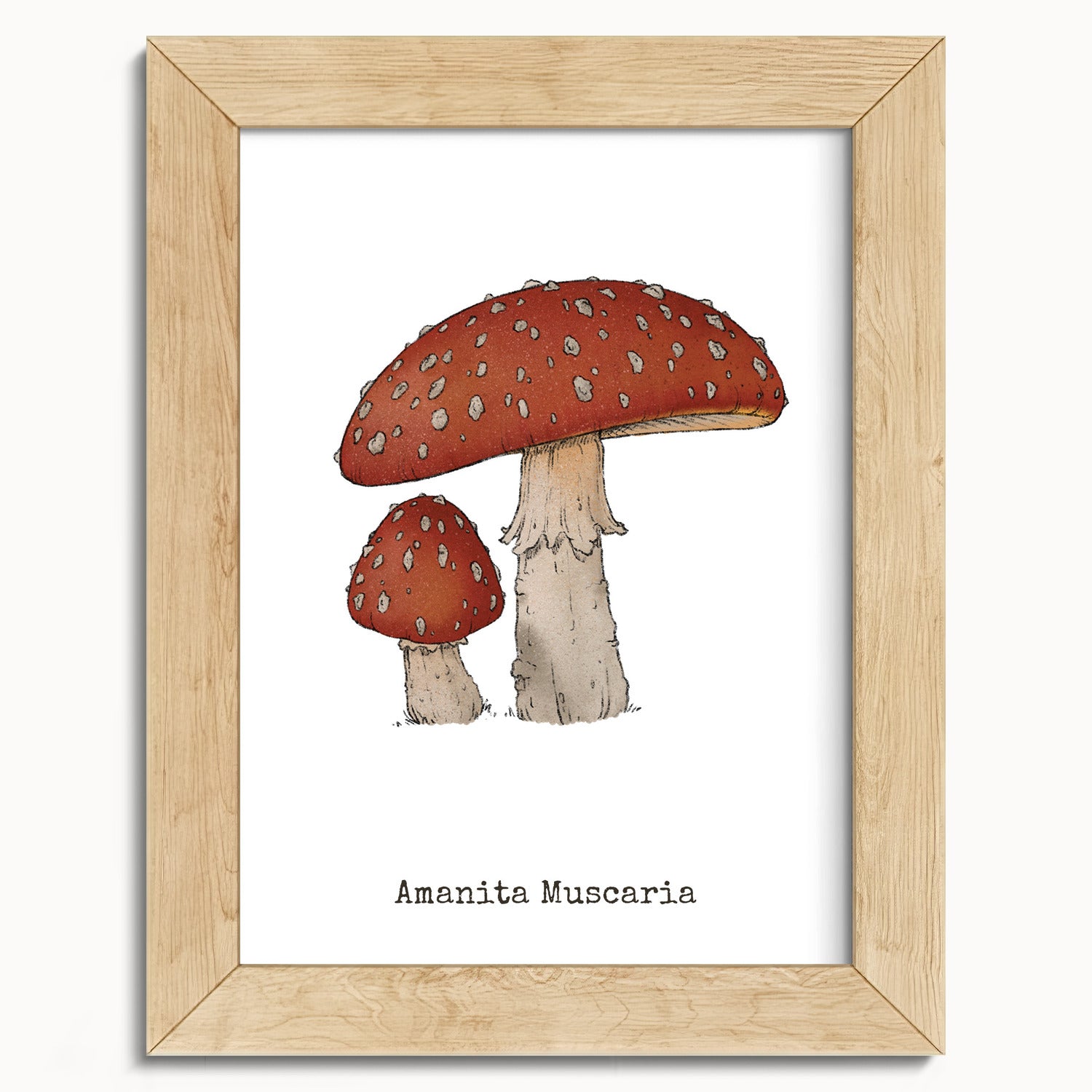 "Amanita Muscaria" by Catherine Hébert - Amanita Muscaria Mushroom  - Botanical Art Print - 5"x7" size