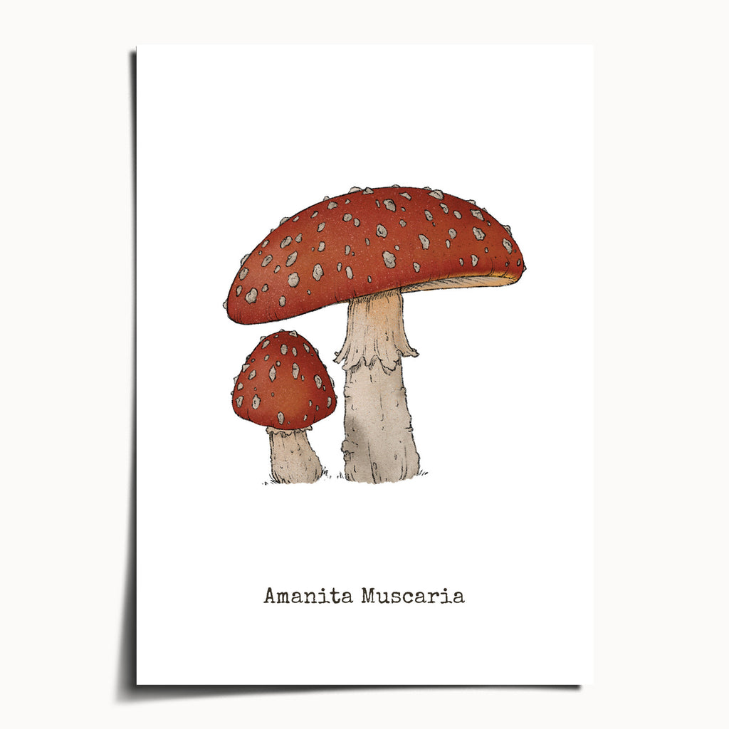 "Amanita Muscaria" by Catherine Hébert - Amanita Muscaria Mushroom Botanical Art Print - 5"x7" size