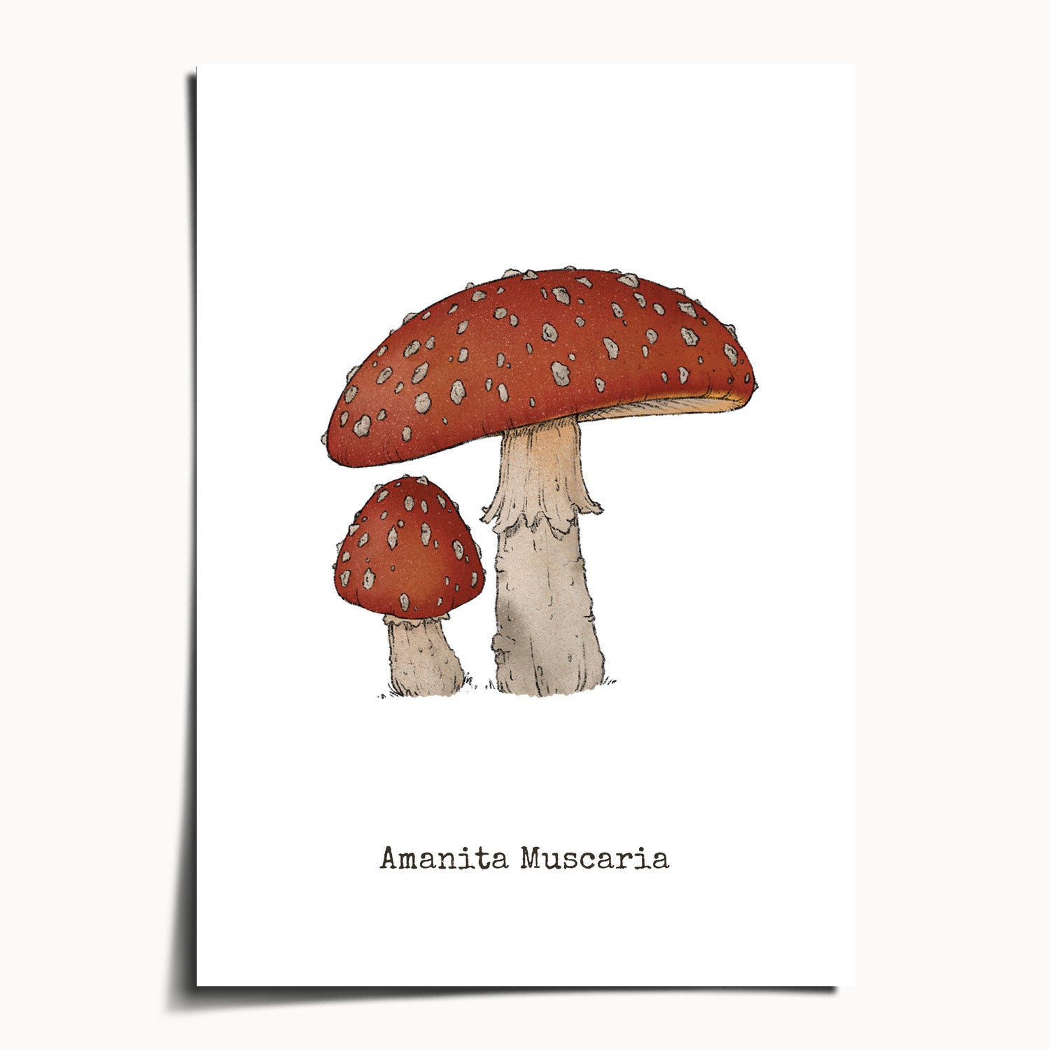 "Amanita Muscaria" by Catherine Hébert - Amanita Muscaria Mushroom Botanical Art Print - 5"x7" size