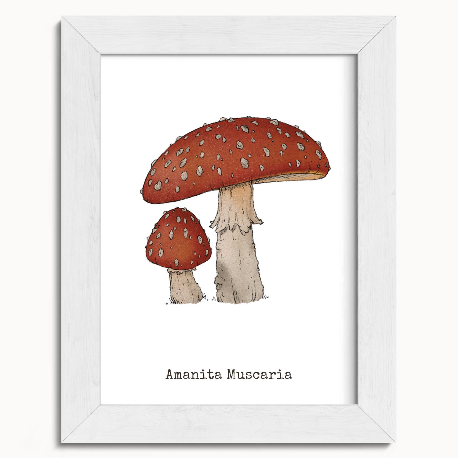 "Amanita Muscaria" by Catherine Hébert - Amanita Muscaria Mushroom  - Botanical Art Print - 5"x7" size