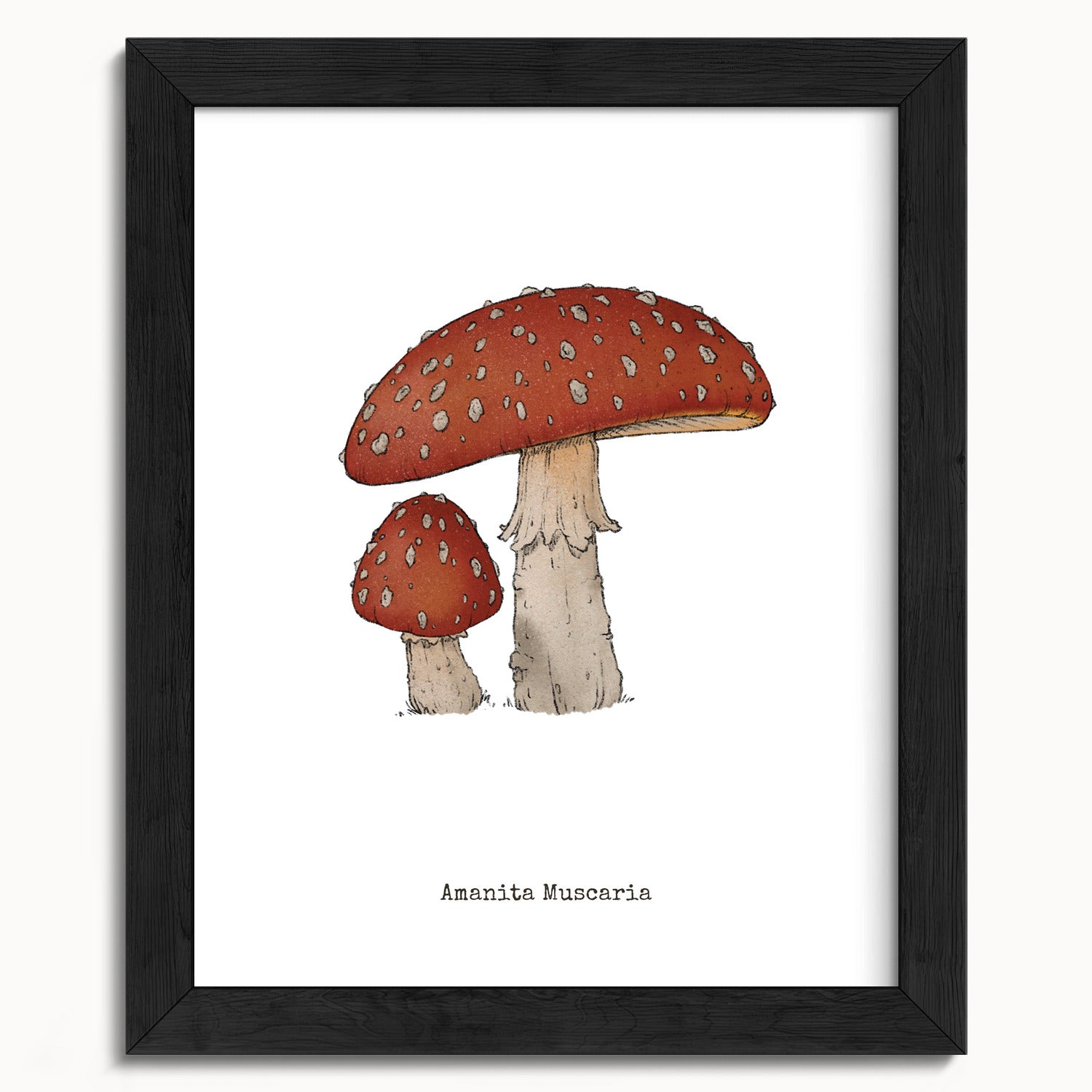 "Amanita Muscaria" by Catherine Hébert - Amanita Muscaria Mushroom  - Botanical Art Print - 8"x10" size