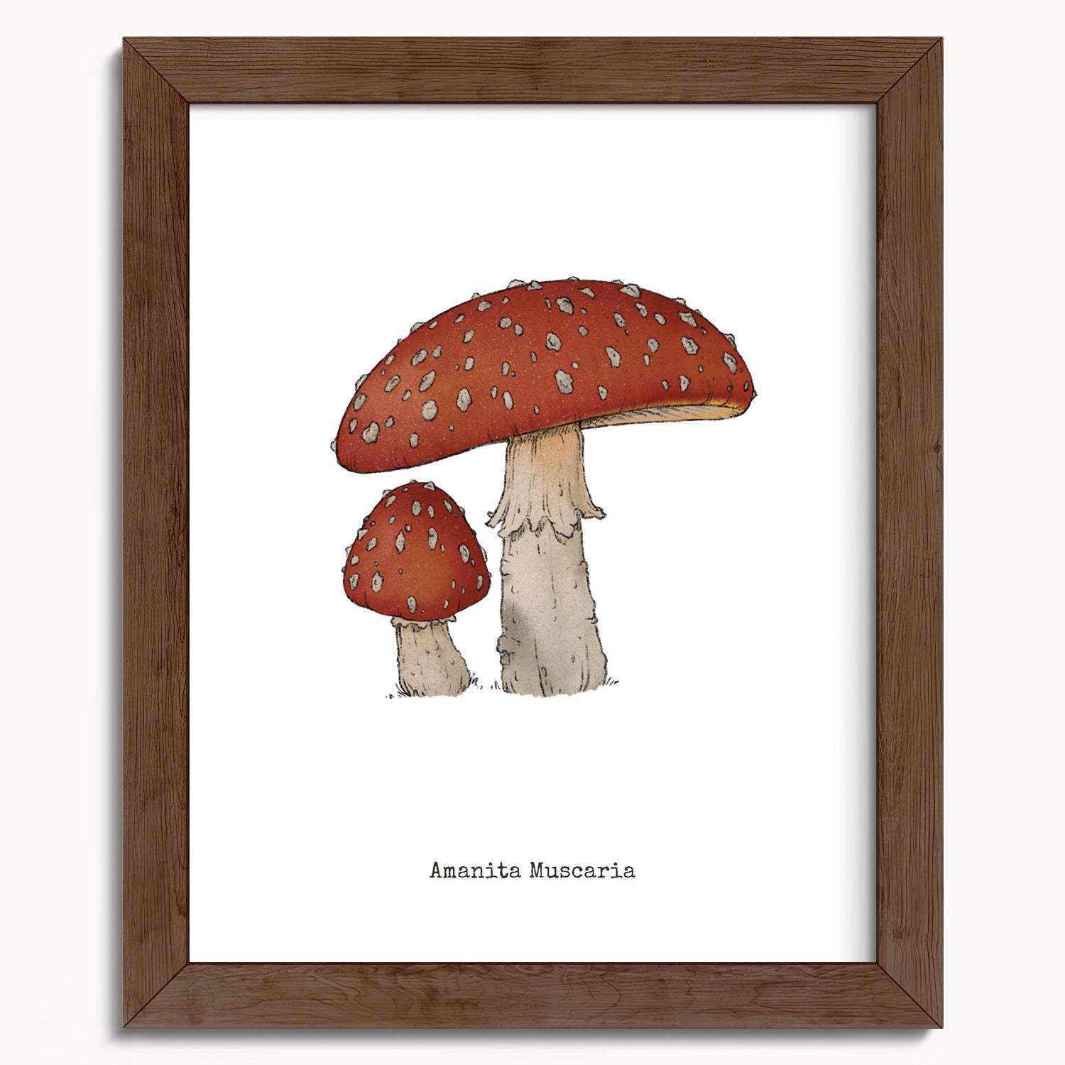 "Amanita Muscaria" by Catherine Hébert - Amanita Muscaria Mushroom  - Botanical Art Print - 8"x10" size