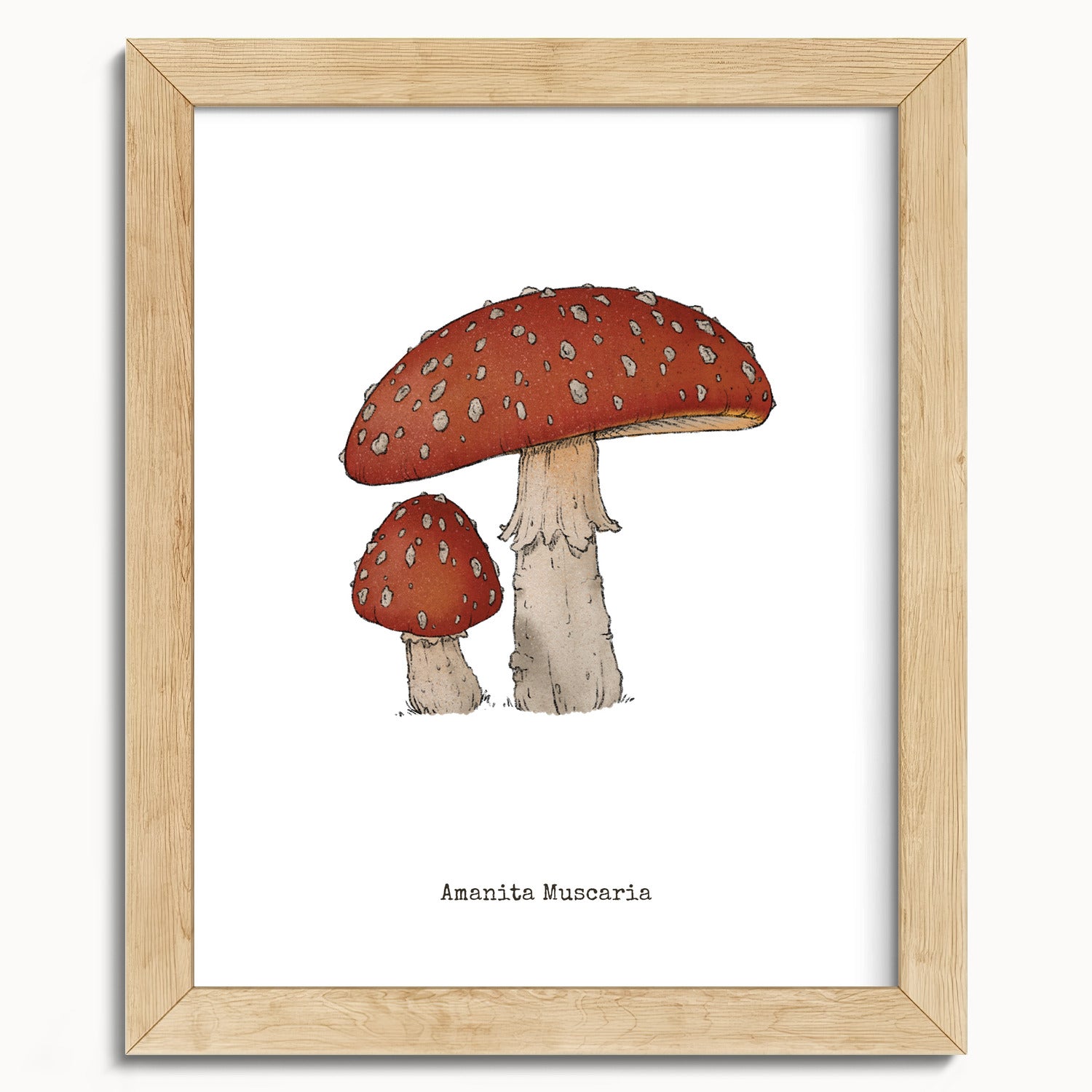 "Amanita Muscaria" by Catherine Hébert - Amanita Muscaria Mushroom  - Botanical Art Print - 8"x10" size