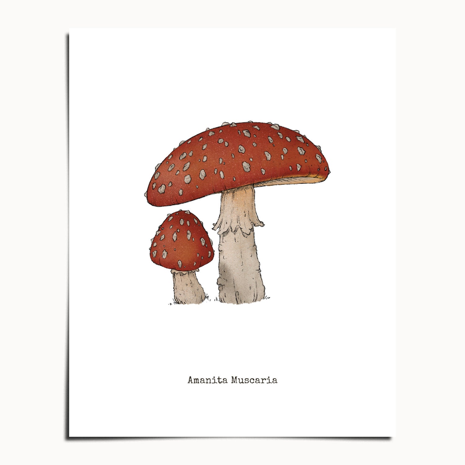 "Amanita Muscaria" by Catherine Hébert - Amanita Muscaria Mushroom  - Botanical Art Print - 24"x30" size