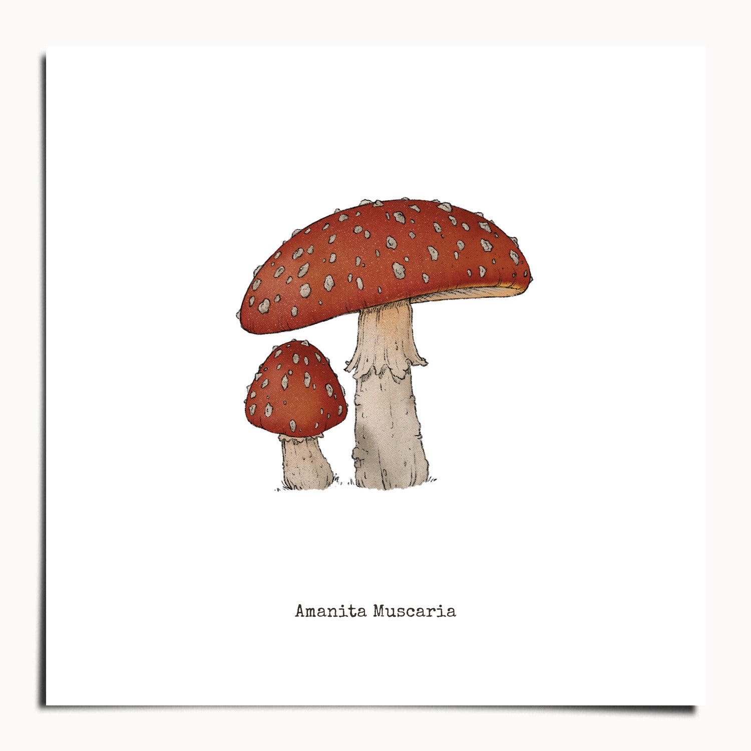 "Amanita Muscaria" by Catherine Hébert - Amanita Muscaria Mushroom  - Botanical Art Print - 20"x20" size