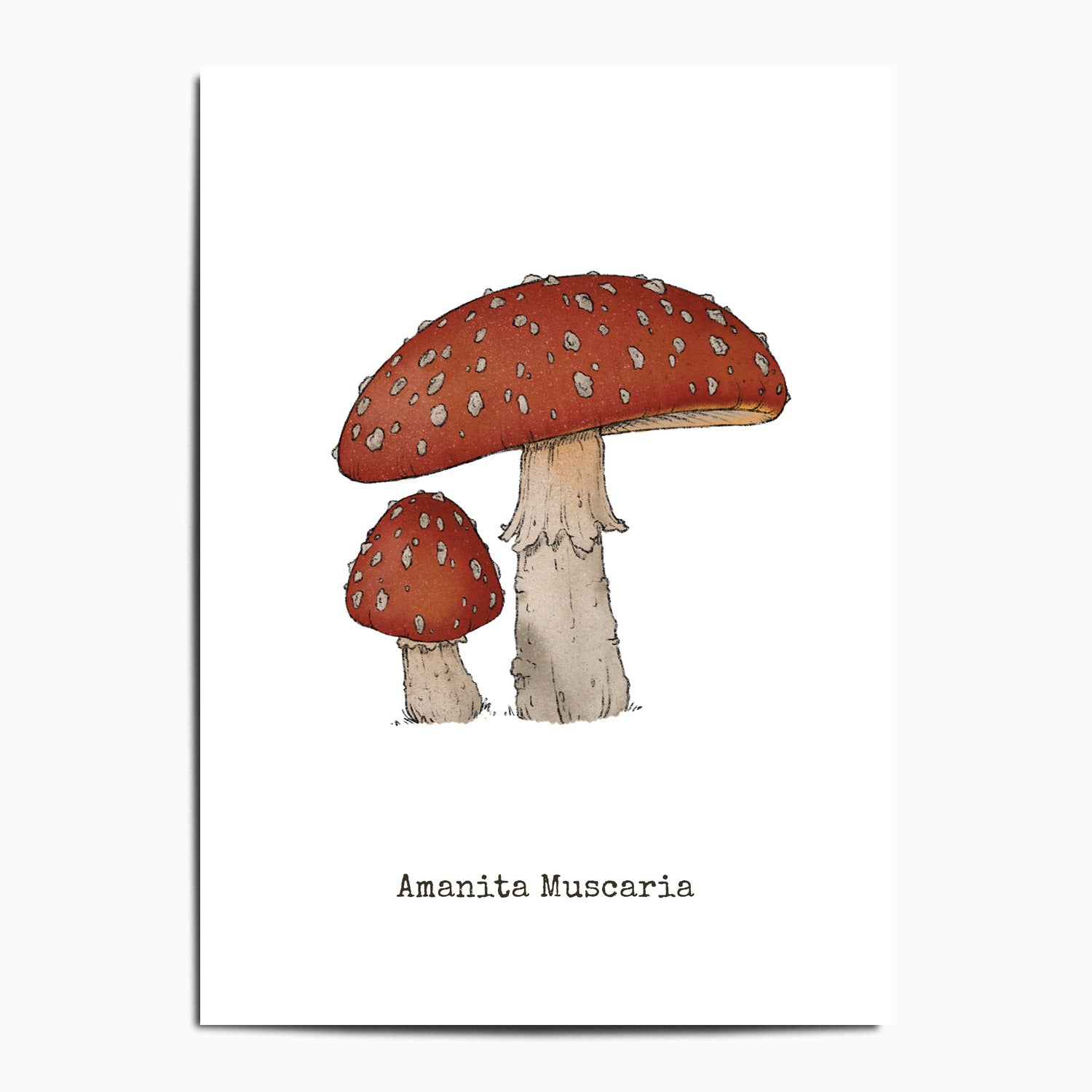 "Amanita Muscaria" by Catherine Hébert - Amanita Muscaria Mushroom  - Botanical Art Print - 13"x18" size