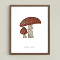 Amanita Muscaria