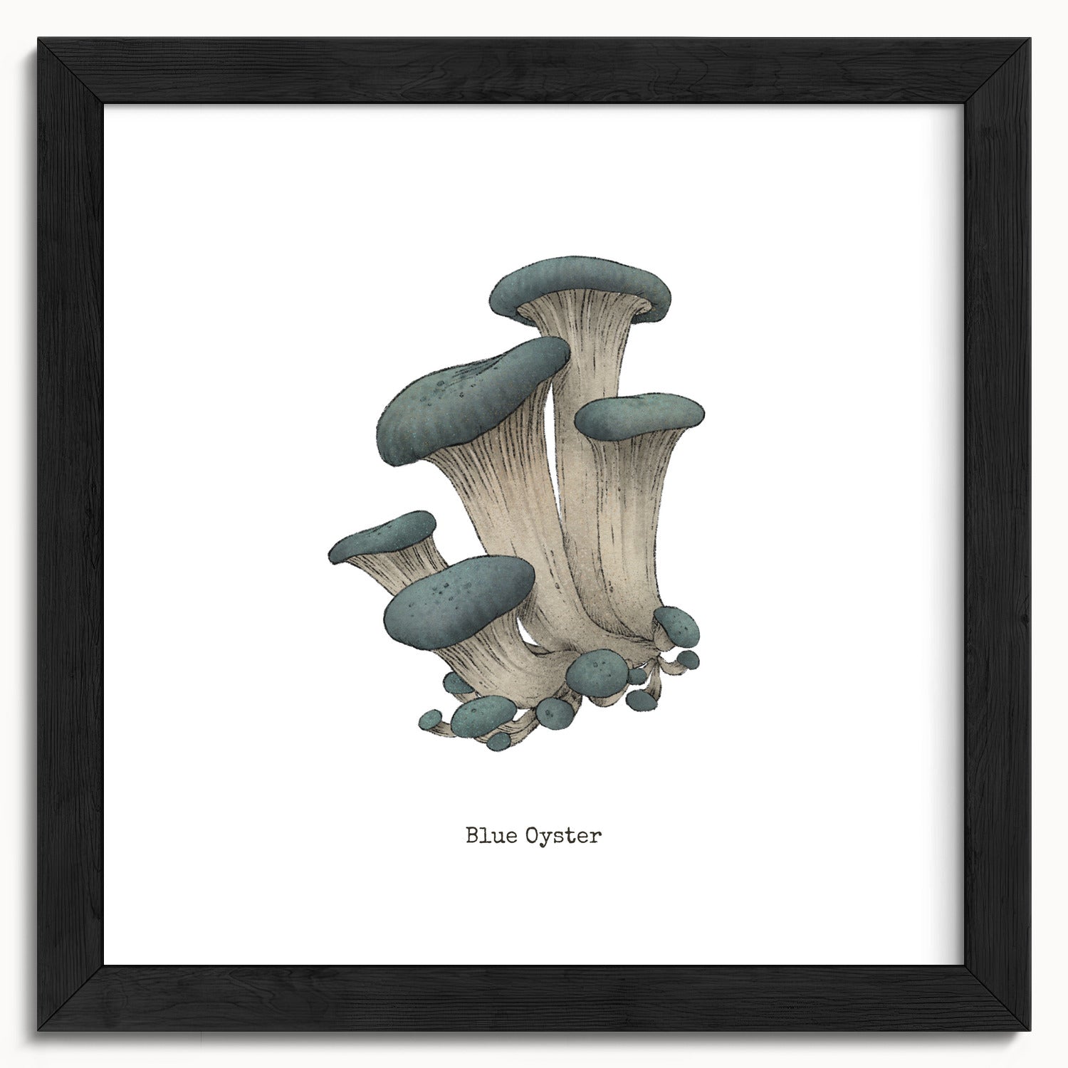 "Blue Oyster Mushroom" by Catherine Hébert - Blue Oyster Mushroom  - Botanical Art Print - 10"x10" size