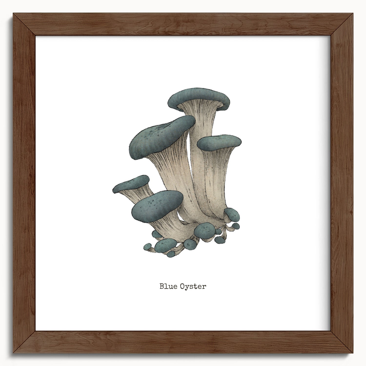 "Blue Oyster Mushroom" by Catherine Hébert - Blue Oyster Mushroom  - Botanical Art Print - 10"x10" size
