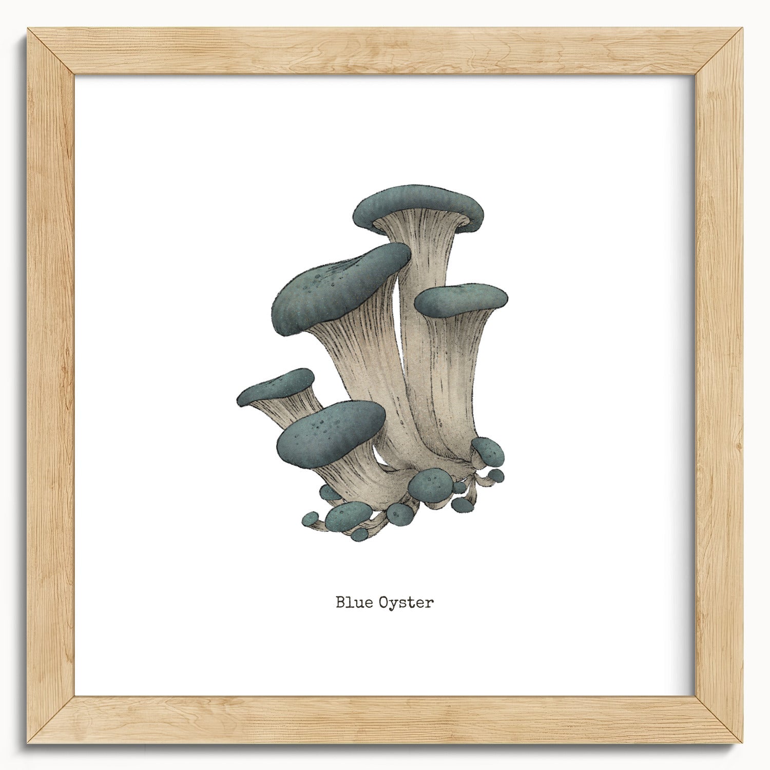 "Blue Oyster Mushroom" by Catherine Hébert - Blue Oyster Mushroom  - Botanical Art Print - 10"x10" size
