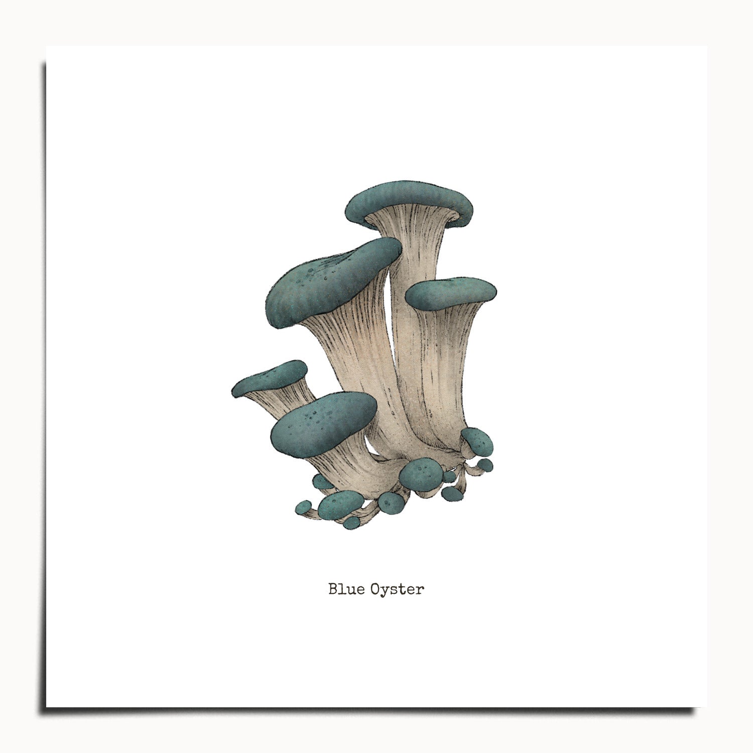 "Blue Oyster Mushroom" by Catherine Hébert - Blue Oyster Mushroom  - Botanical Art Print - 10"x10" size