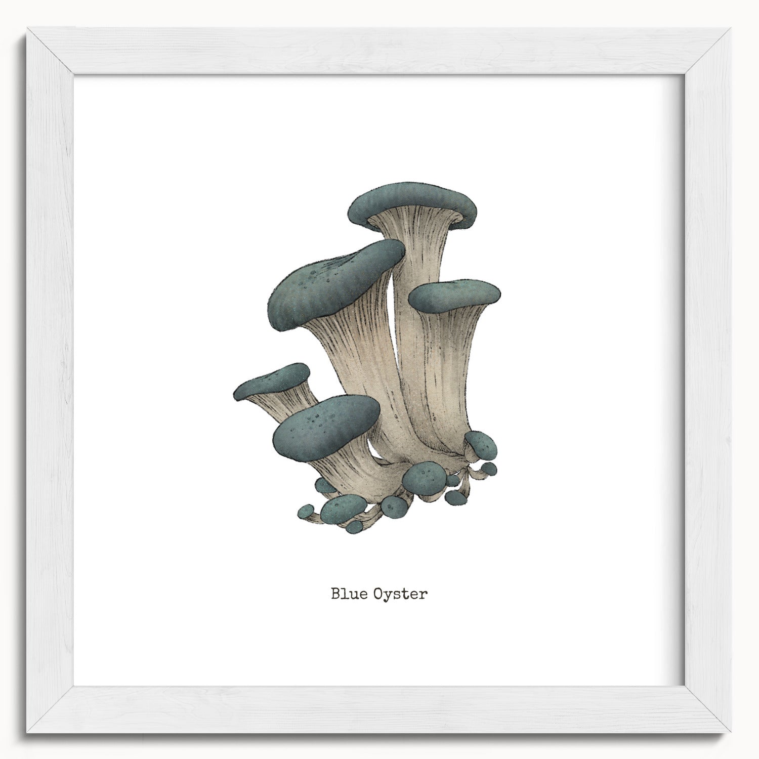 "Blue Oyster Mushroom" by Catherine Hébert - Blue Oyster Mushroom  - Botanical Art Print - 10"x10" size