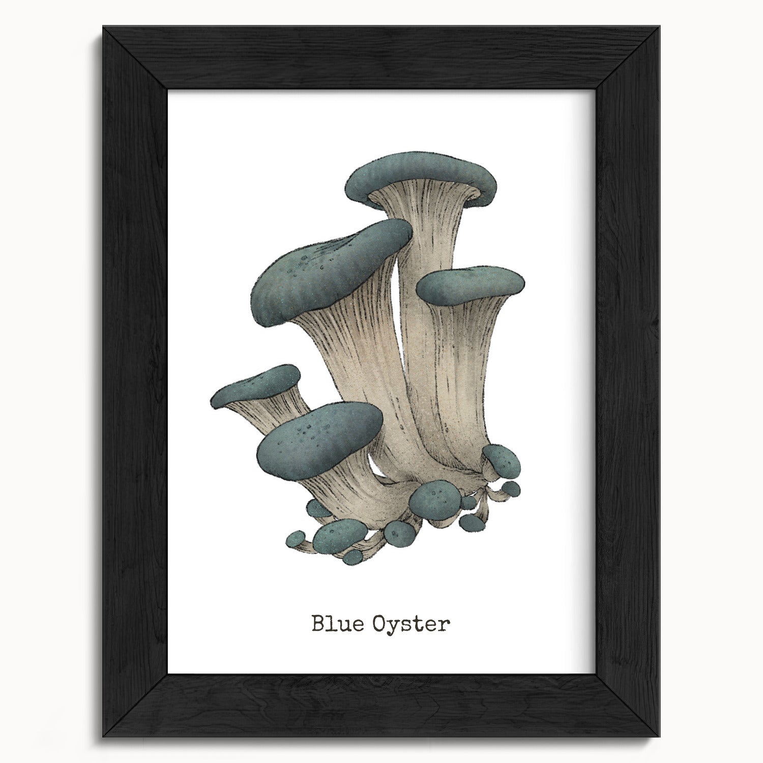 "Blue Oyster Mushroom" by Catherine Hébert - Blue Oyster Mushroom  - Botanical Art Print - 5"x7" size