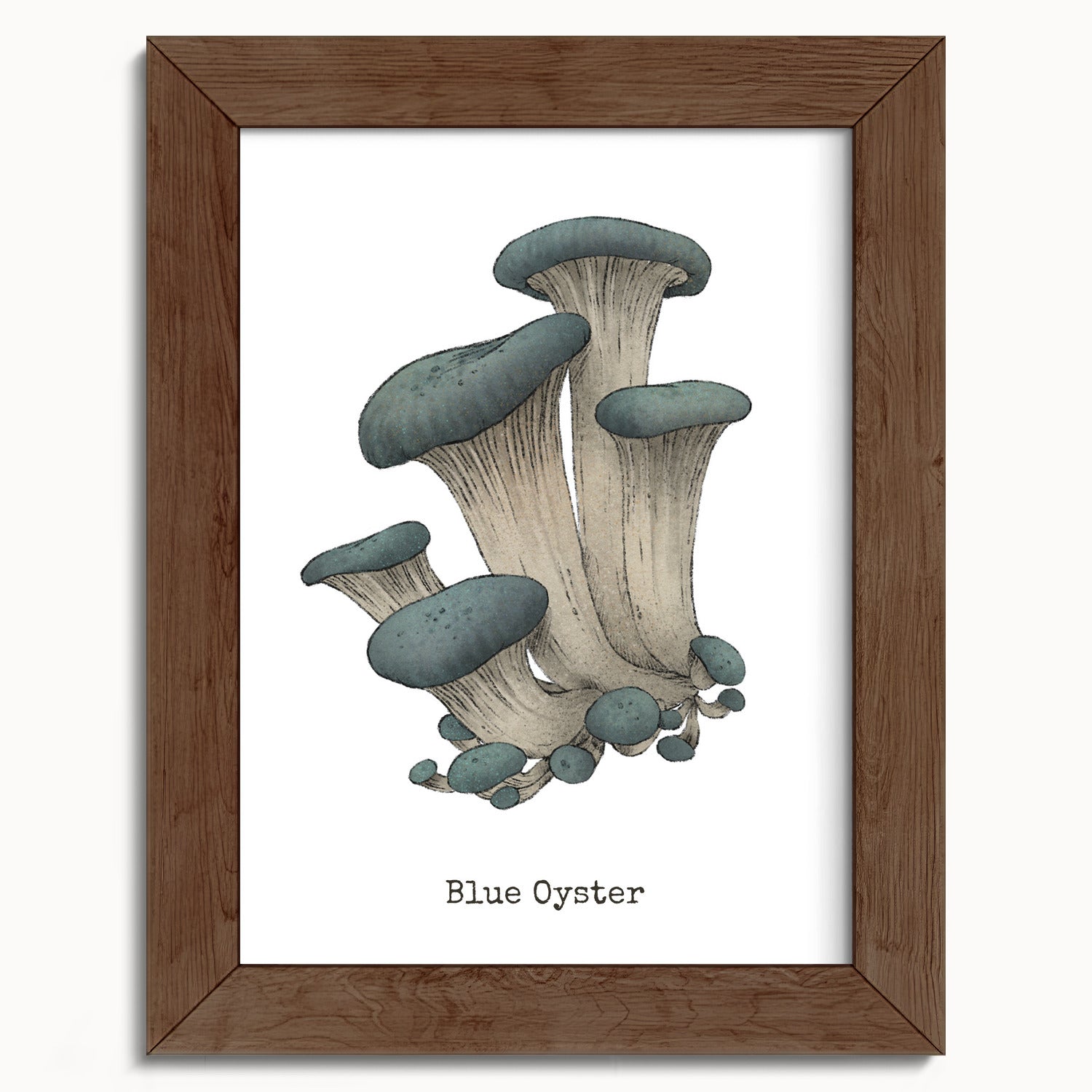 "Blue Oyster Mushroom" by Catherine Hébert - Blue Oyster Mushroom  - Botanical Art Print - 5"x7" size
