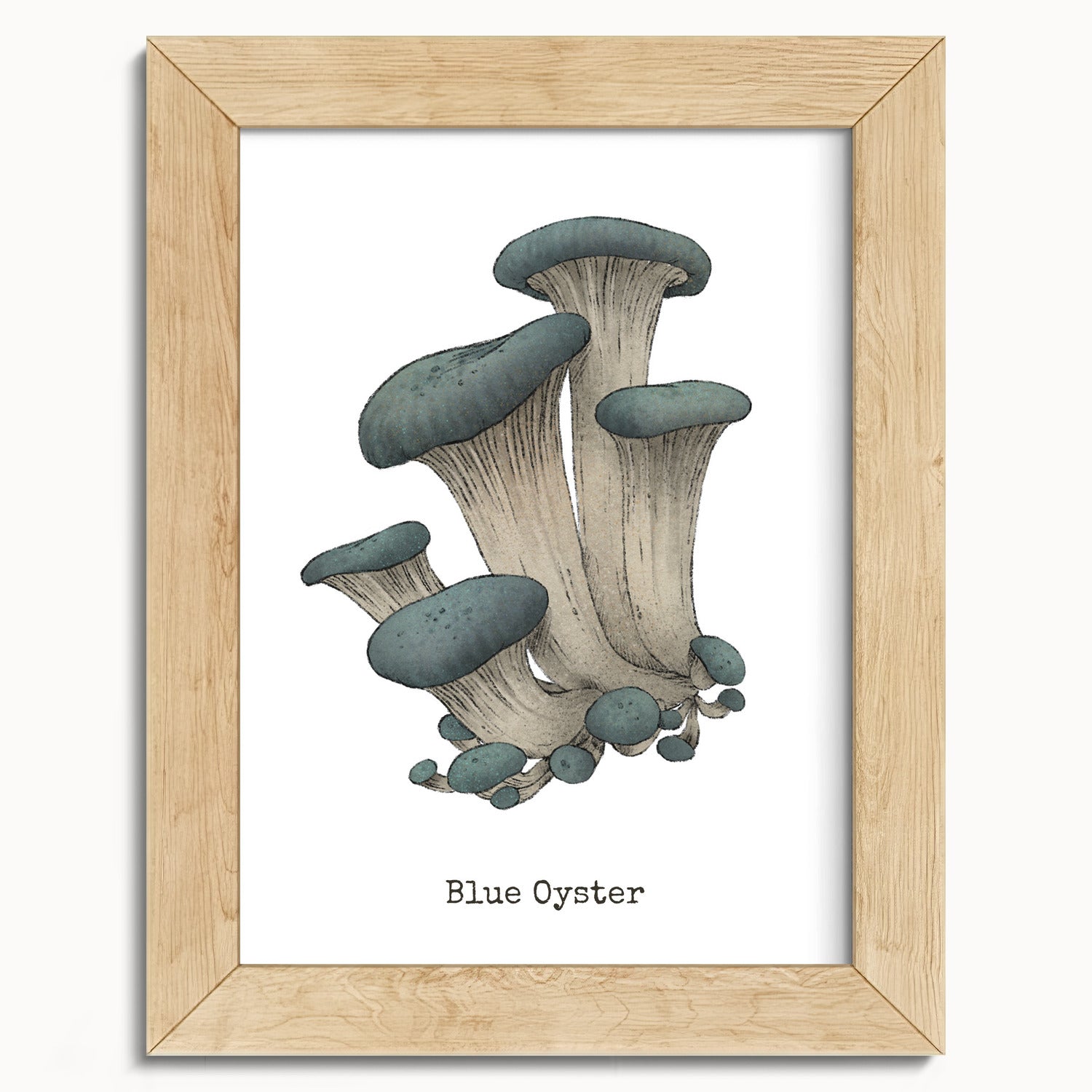 "Blue Oyster Mushroom" by Catherine Hébert - Blue Oyster Mushroom  - Botanical Art Print - 5"x7" size