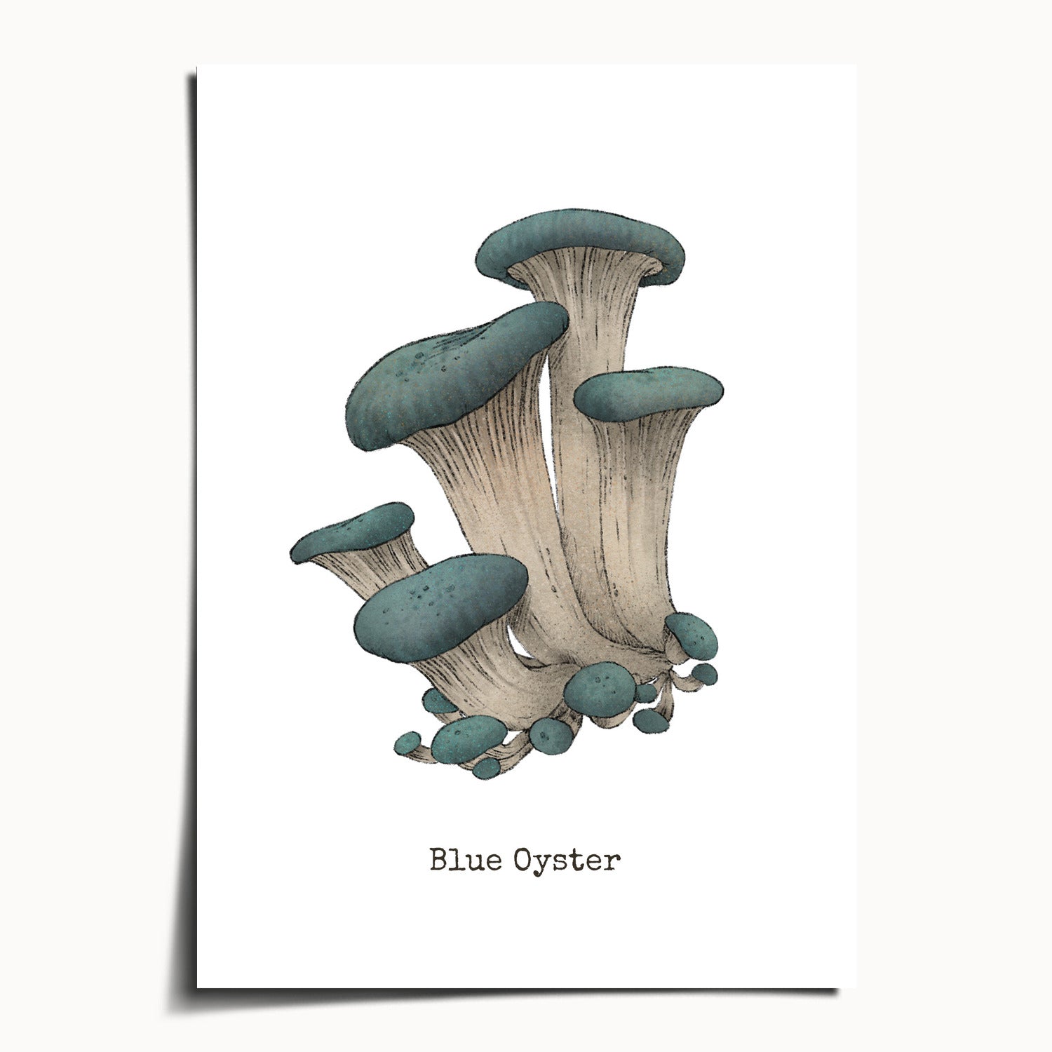 "Blue Oyster Mushroom" by Catherine Hébert - Blue Oyster Mushroom  - Botanical Art Print - 5"x7" size