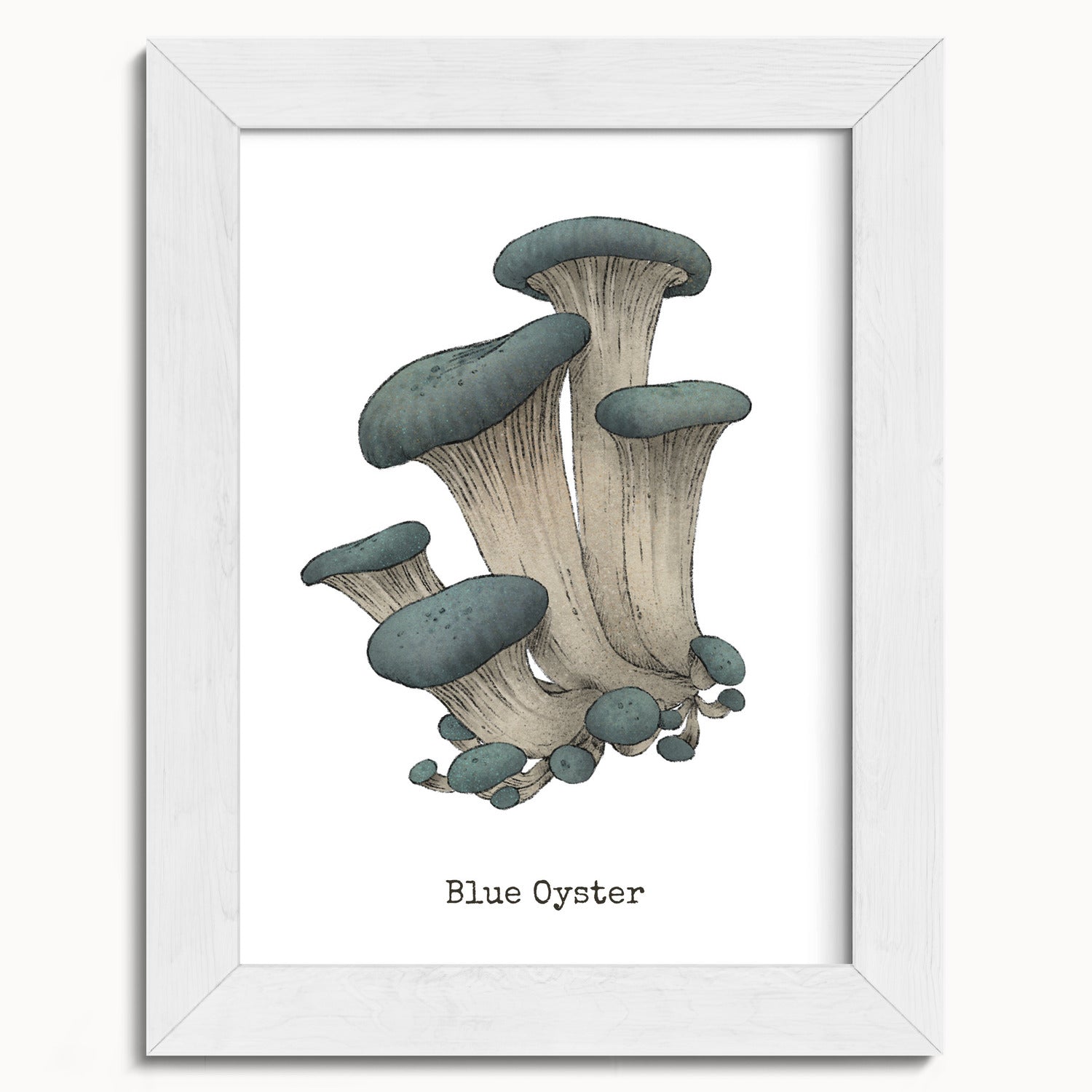 "Blue Oyster Mushroom" by Catherine Hébert - Blue Oyster Mushroom  - Botanical Art Print - 5"x7" size