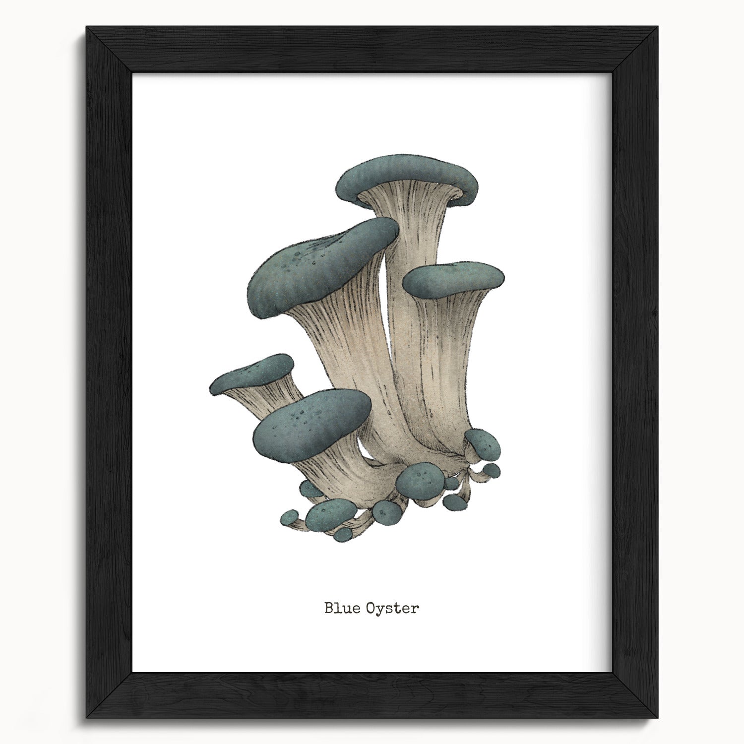 "Blue Oyster Mushroom" by Catherine Hébert - Blue Oyster Mushroom  - Botanical Art Print - 8"x10" size