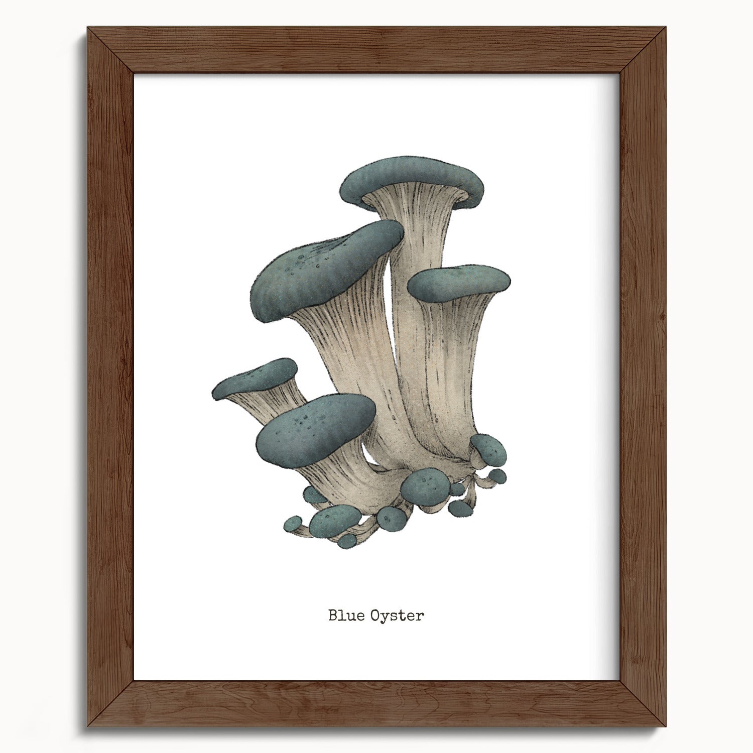 "Blue Oyster Mushroom" by Catherine Hébert - Blue Oyster Mushroom  - Botanical Art Print - 8"x10" size