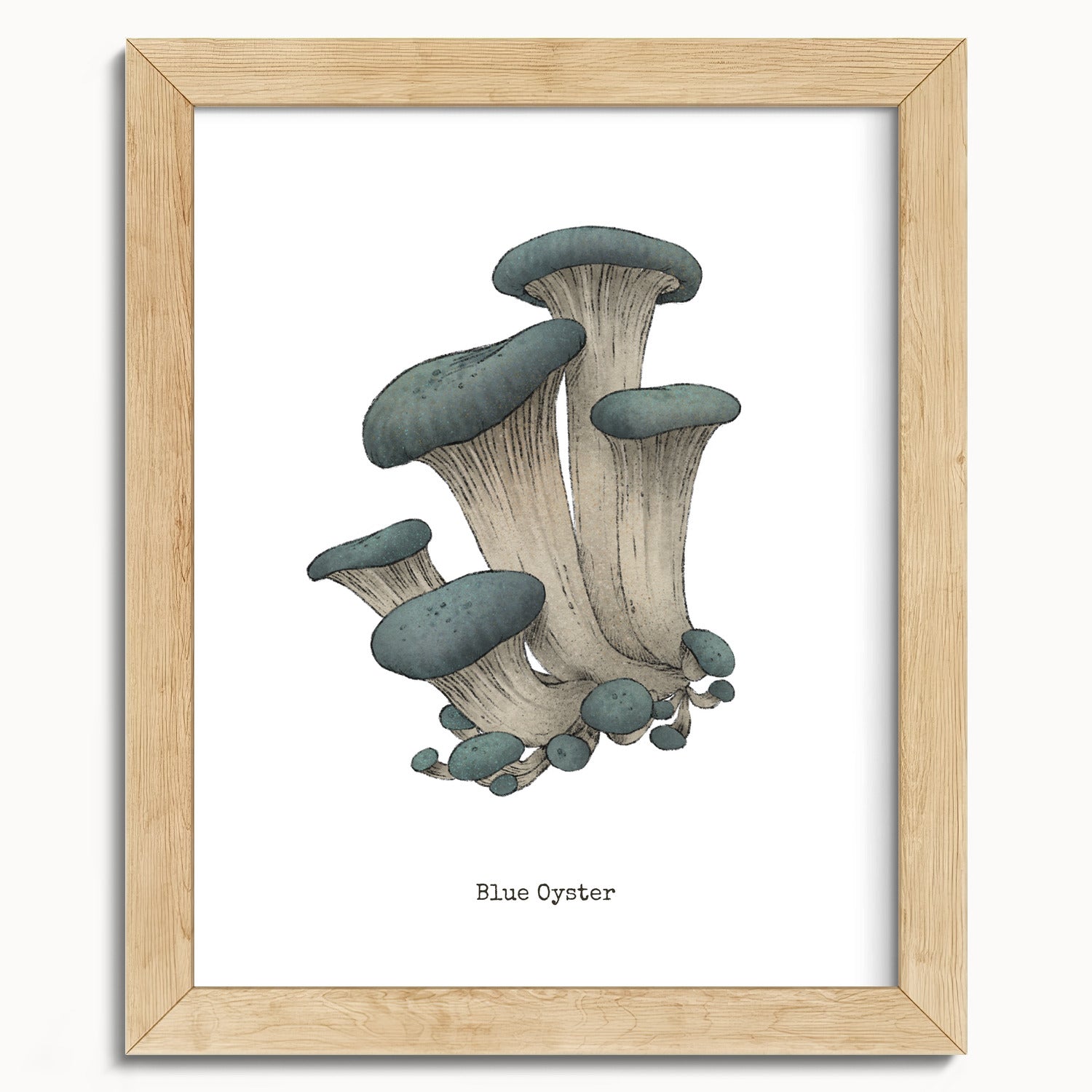 "Blue Oyster Mushroom" by Catherine Hébert - Blue Oyster Mushroom  - Botanical Art Print - 8"x10" size