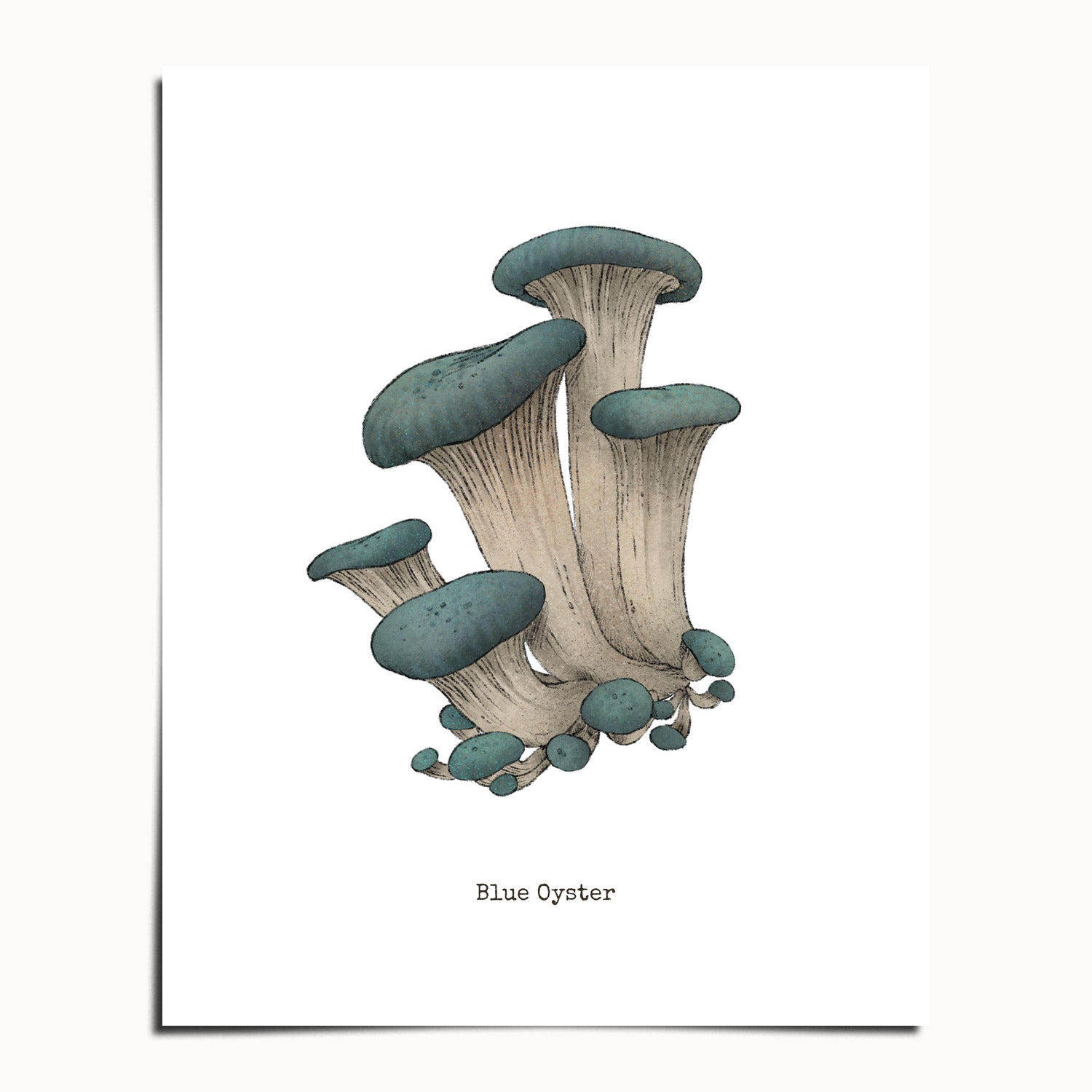 "Blue Oyster Mushroom" by Catherine Hébert - Blue Oyster Mushroom  - Botanical Art Print - 8"x10" size