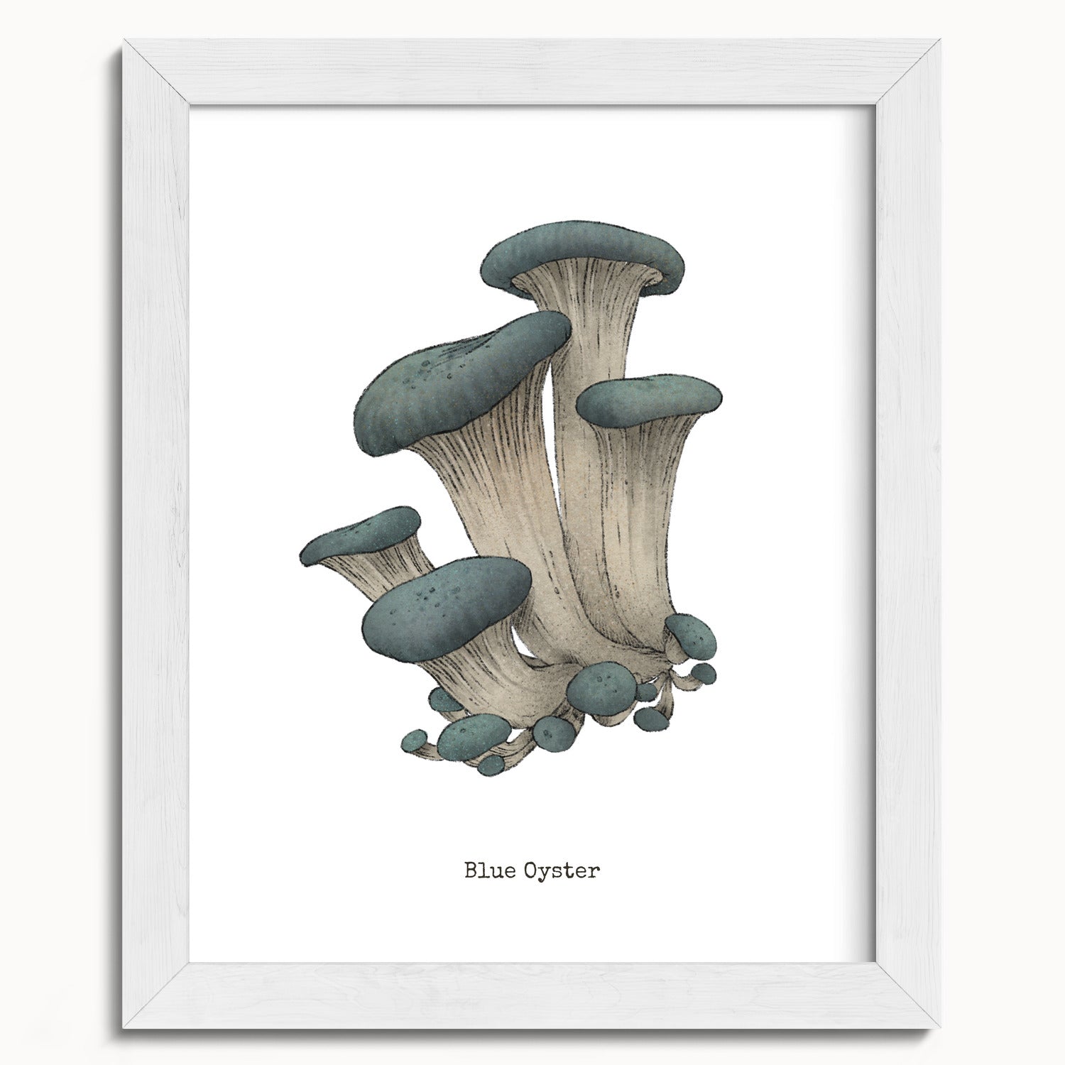 "Blue Oyster Mushroom" by Catherine Hébert - Blue Oyster Mushroom  - Botanical Art Print - 8"x10" size