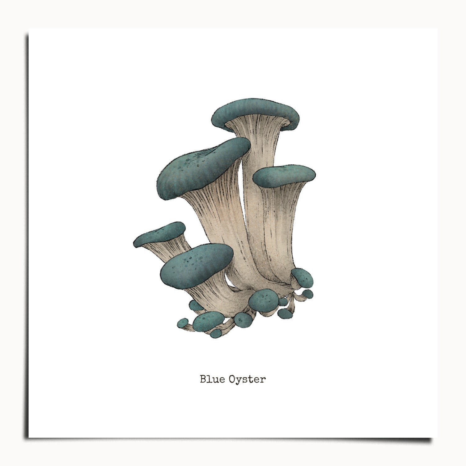 "Blue Oyster Mushroom" by Catherine Hébert - Blue Oyster Mushroom  - Botanical Art Print - 20"x20" size