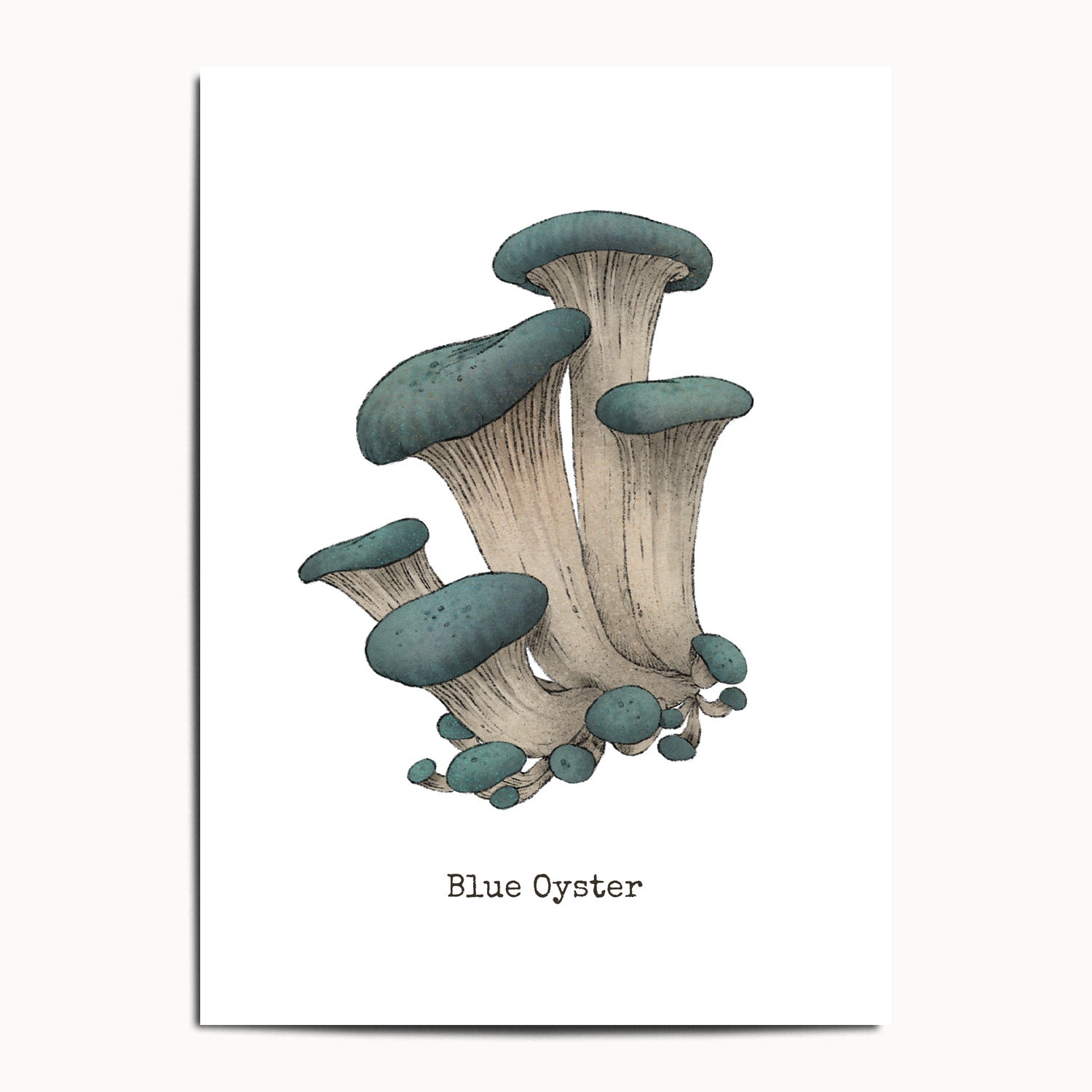 "Blue Oyster Mushroom" by Catherine Hébert - Blue Oyster Mushroom  - Botanical Art Print - 13"x18" size