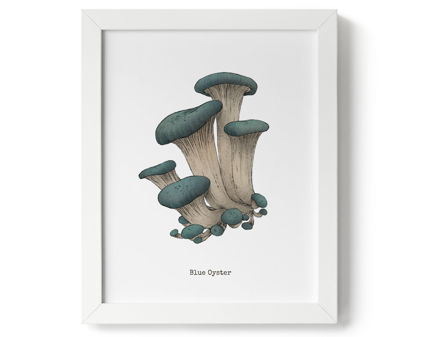 "Blue Oyster" by Catherine Hébert - Blue Oyster Mushroom Art Print - 9"x9" size