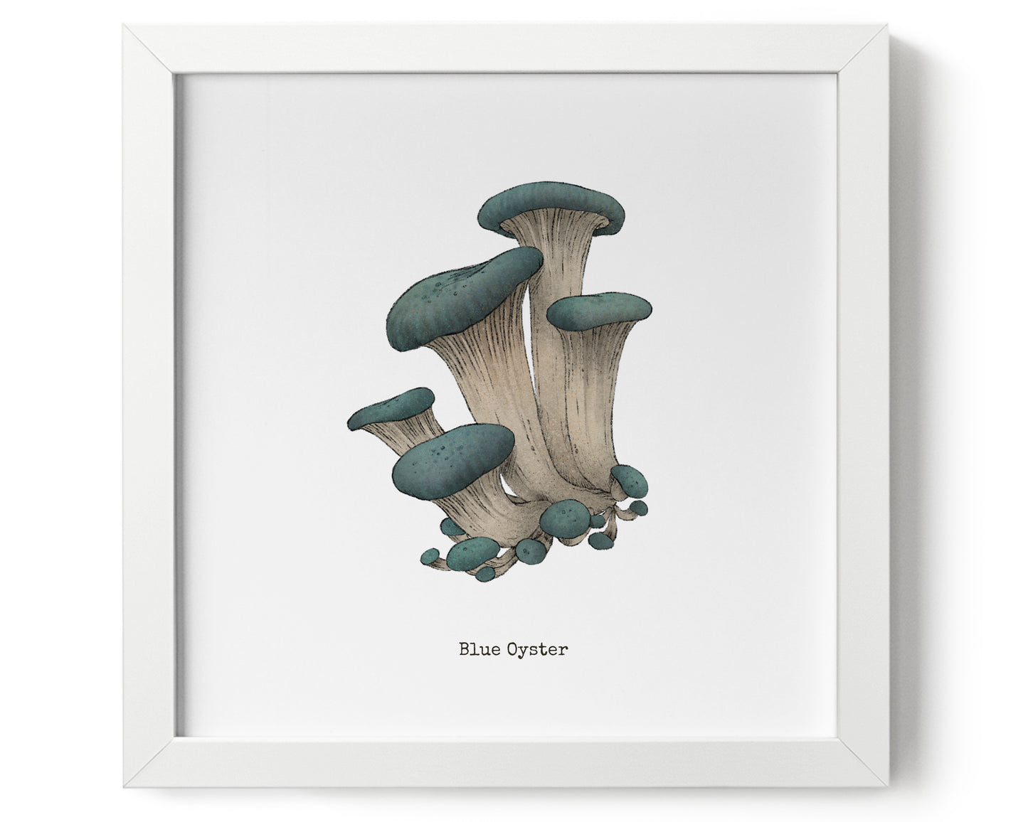 "Blue Oyster" by Catherine Hébert - Blue Oyster Mushroom Art Print - 8"x10" size