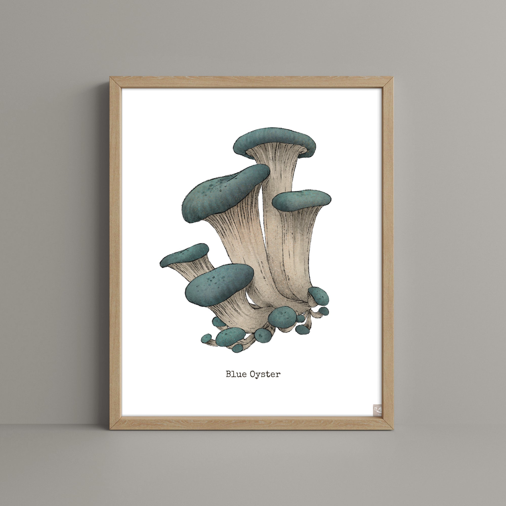 "Blue Oyster Mushroom" by Catherine Hébert - Blue Oyster Mushroom  - Botanical Art Print