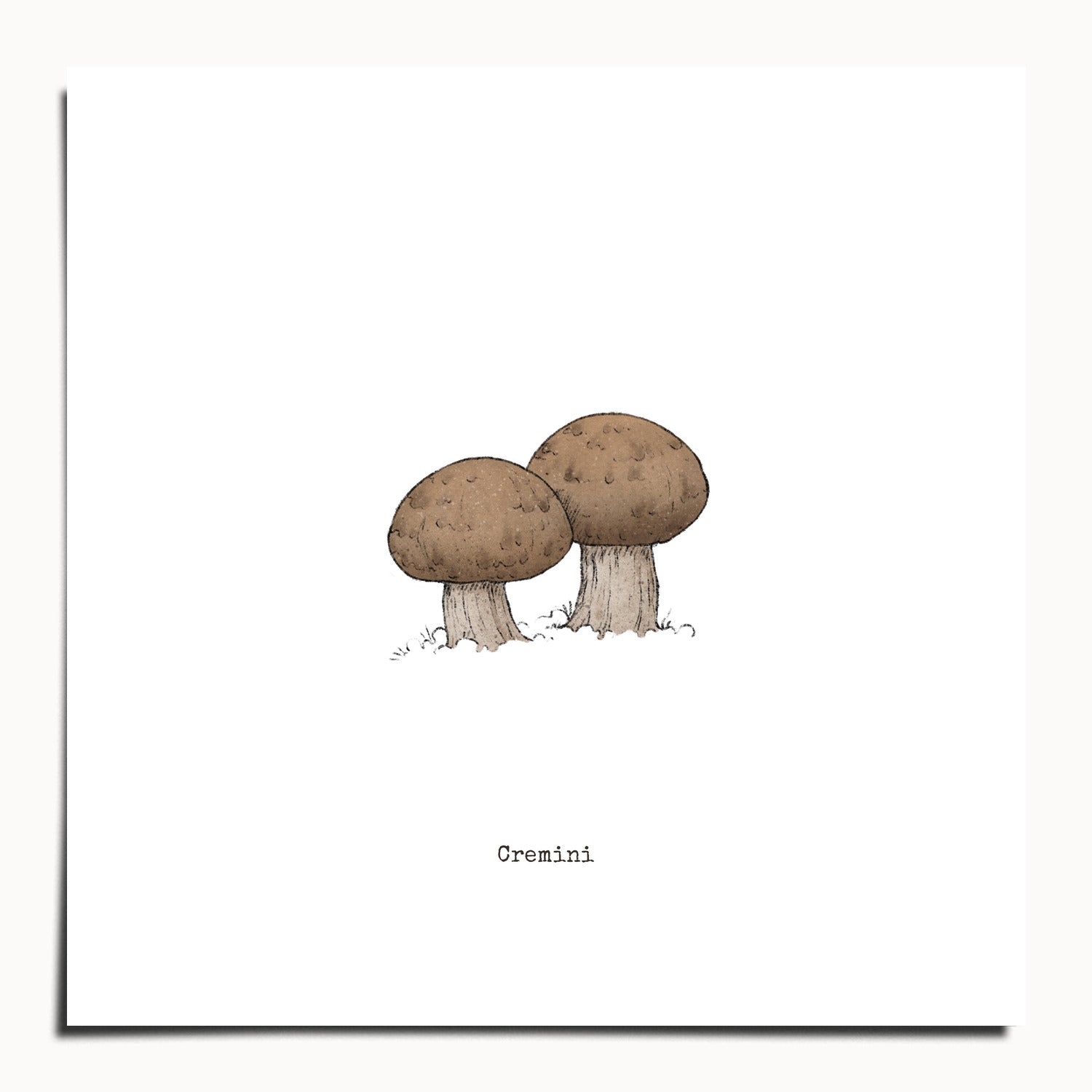 "Cremini" by Catherine Hébert - Cremini Mushroom  - Botanical Art Print - 10"x10" size