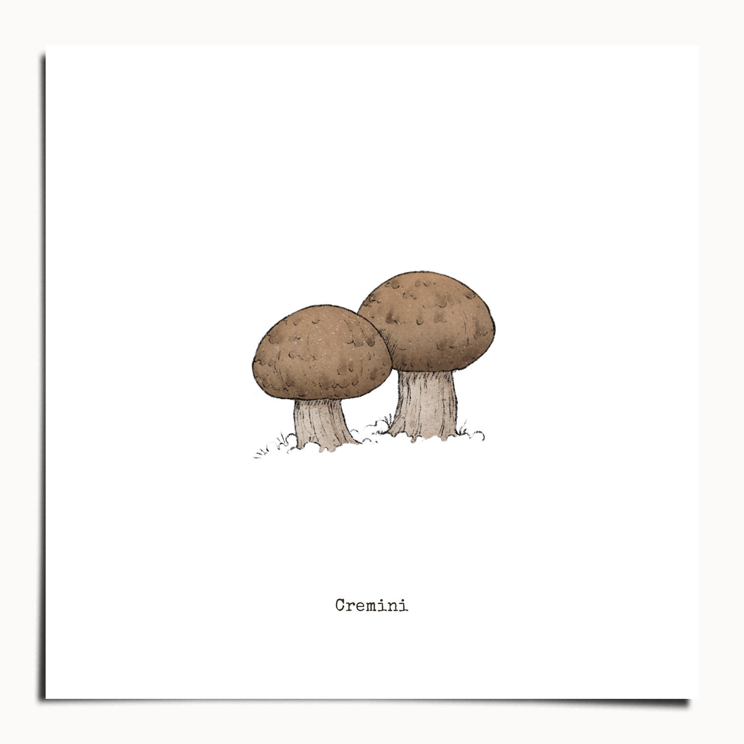 "Cremini" by Catherine Hébert - Cremini Mushroom  - Botanical Art Print - 20"x20" size
