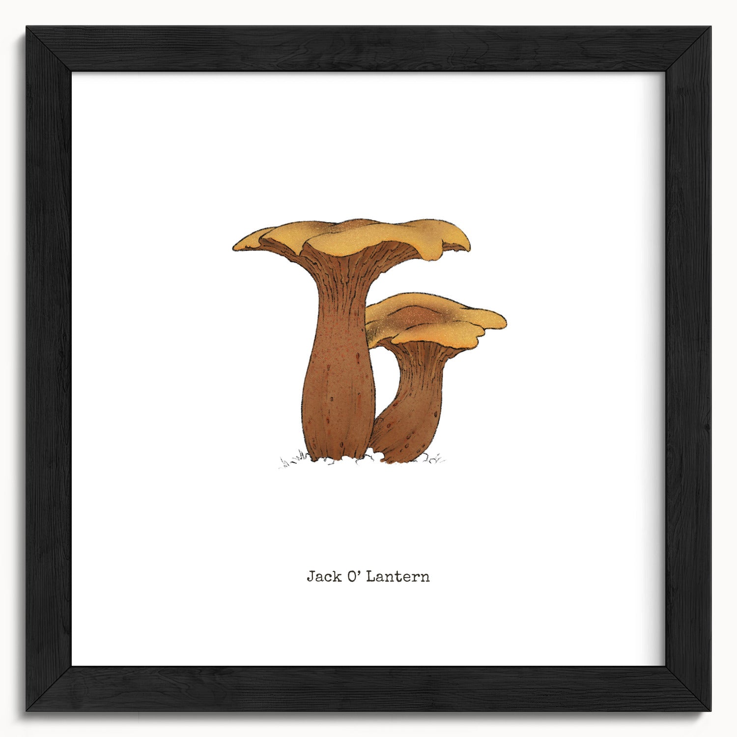 "Jack O'Lantern" by Catherine Hébert - Jack O'Lantern Mushroom  - Botanical Art Print - 10"x10" size
