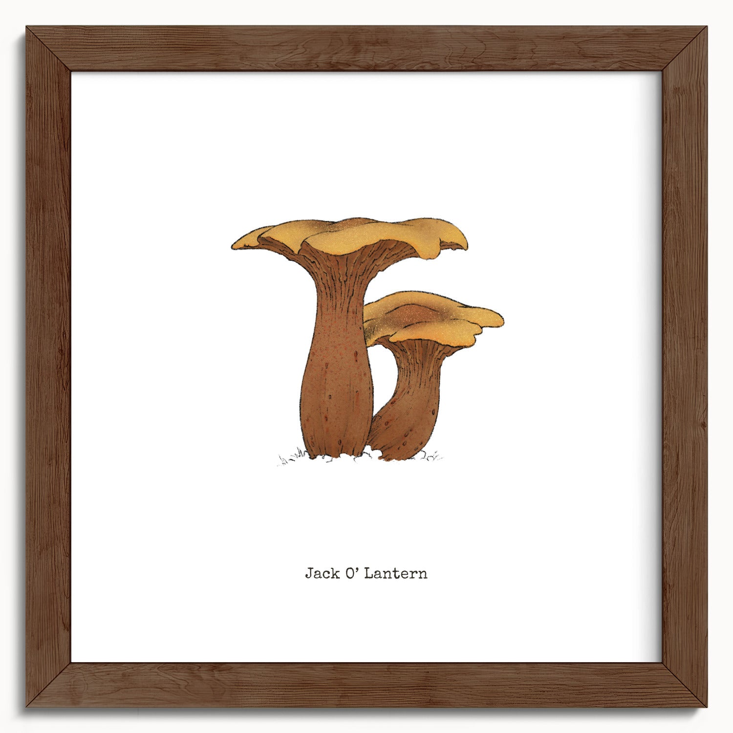 "Jack O'Lantern" by Catherine Hébert - Jack O'Lantern Mushroom  - Botanical Art Print - 10"x10" size