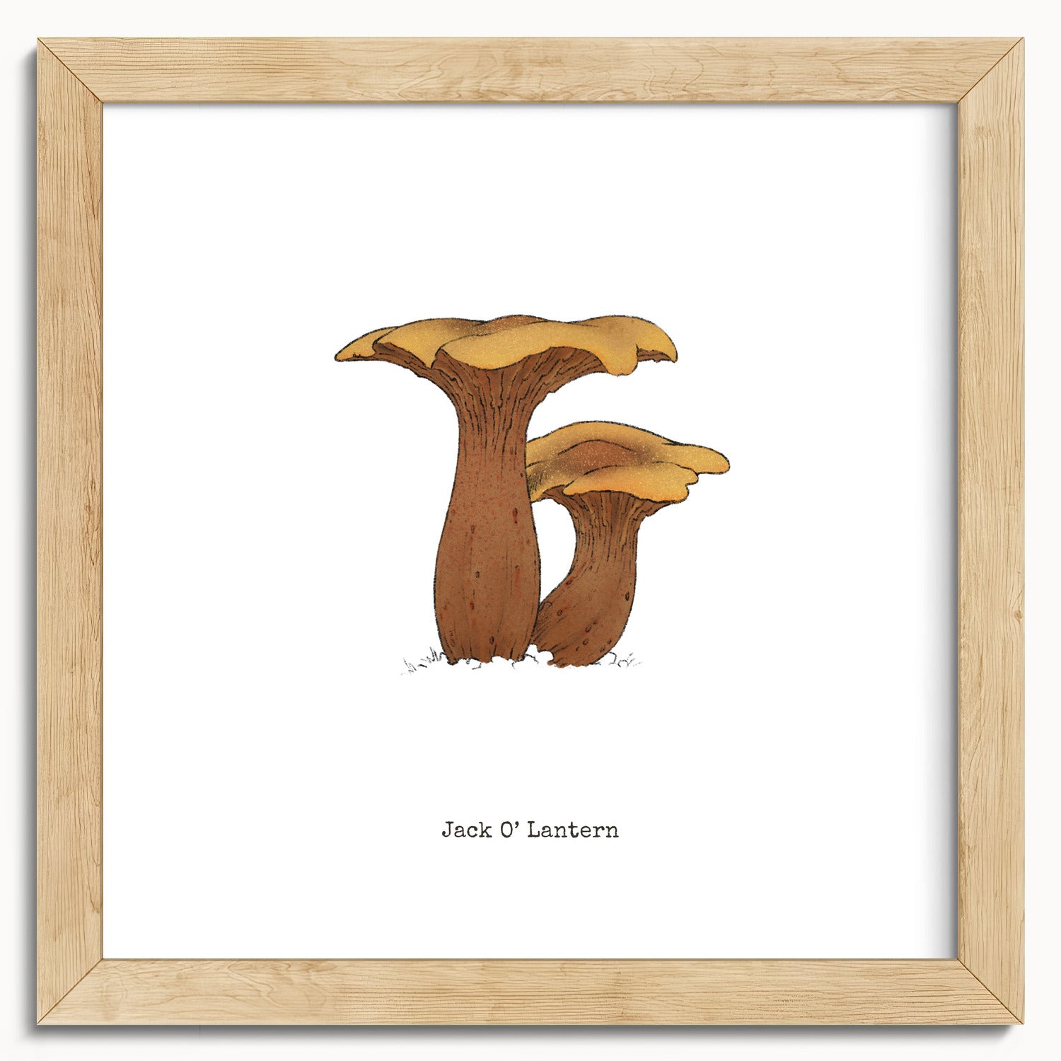 "Jack O'Lantern" by Catherine Hébert - Jack O'Lantern Mushroom  - Botanical Art Print - 10"x10" size